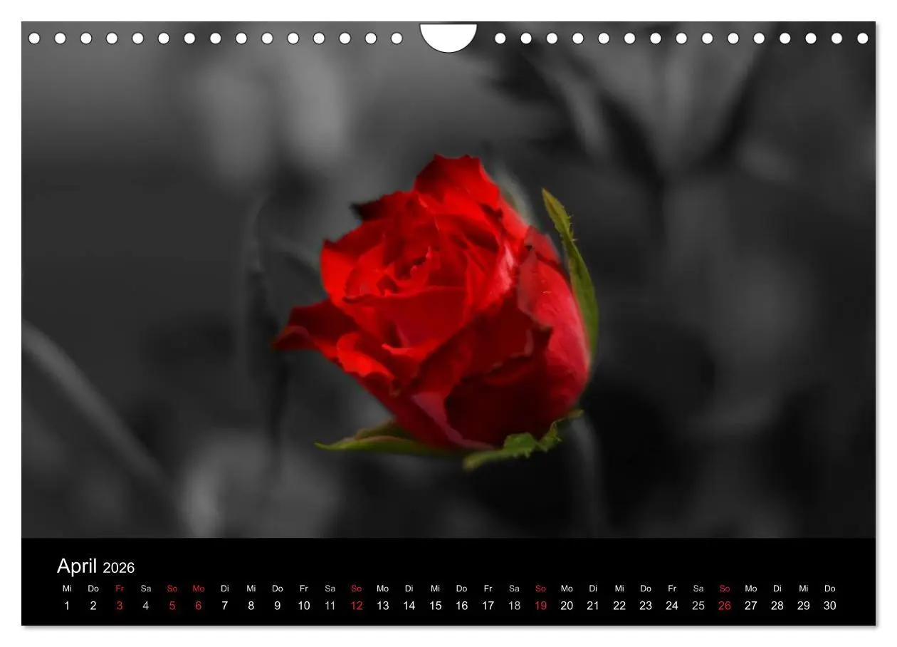 Bild: 9783516157741 | schwarz/weiß trifft farbe (Wandkalender 2026 DIN A4 quer), CALVENDO...