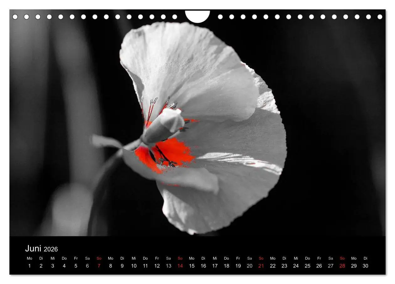 Bild: 9783516157741 | schwarz/weiß trifft farbe (Wandkalender 2026 DIN A4 quer), CALVENDO...