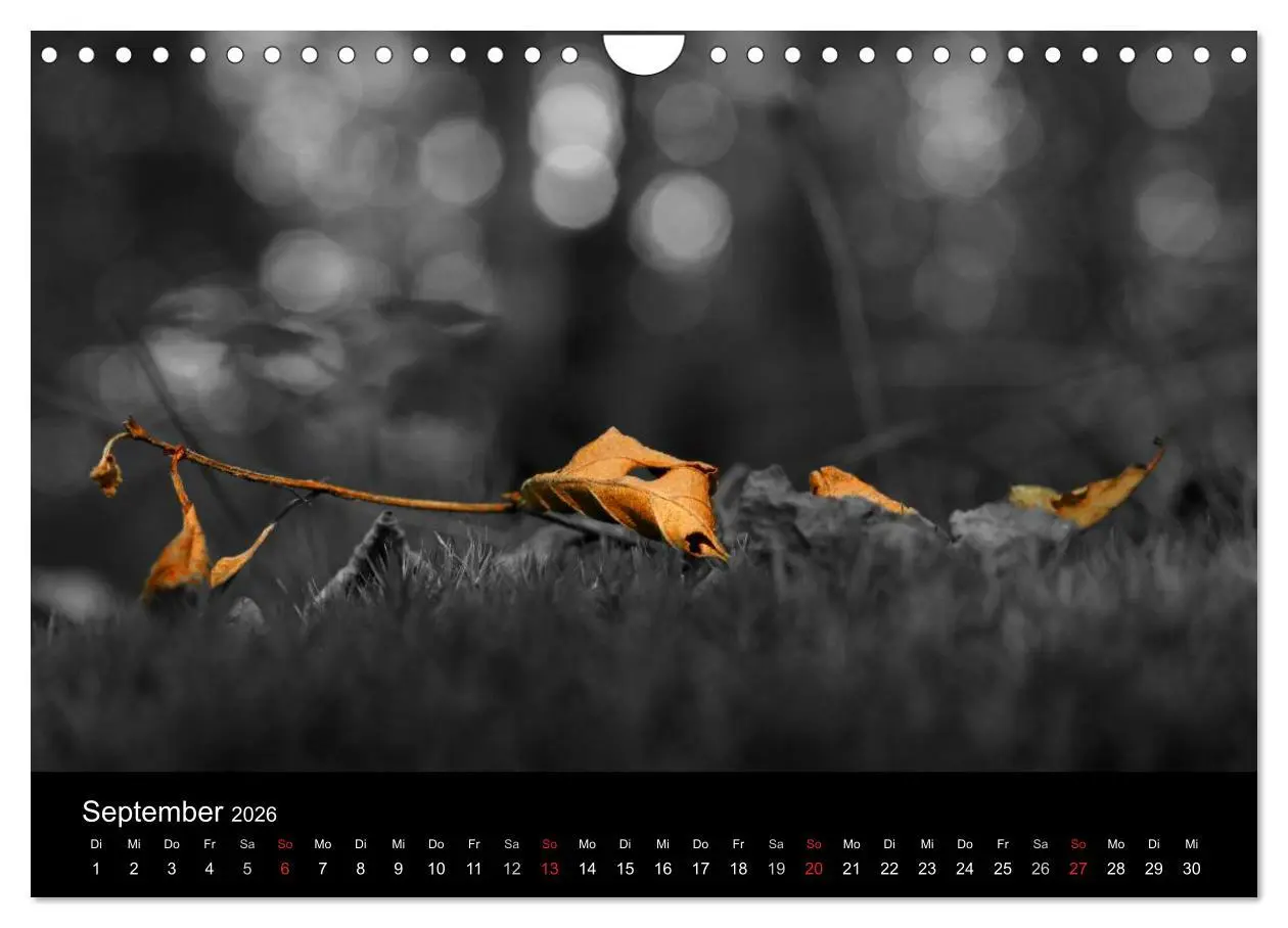 Bild: 9783516157741 | schwarz/weiß trifft farbe (Wandkalender 2026 DIN A4 quer), CALVENDO...