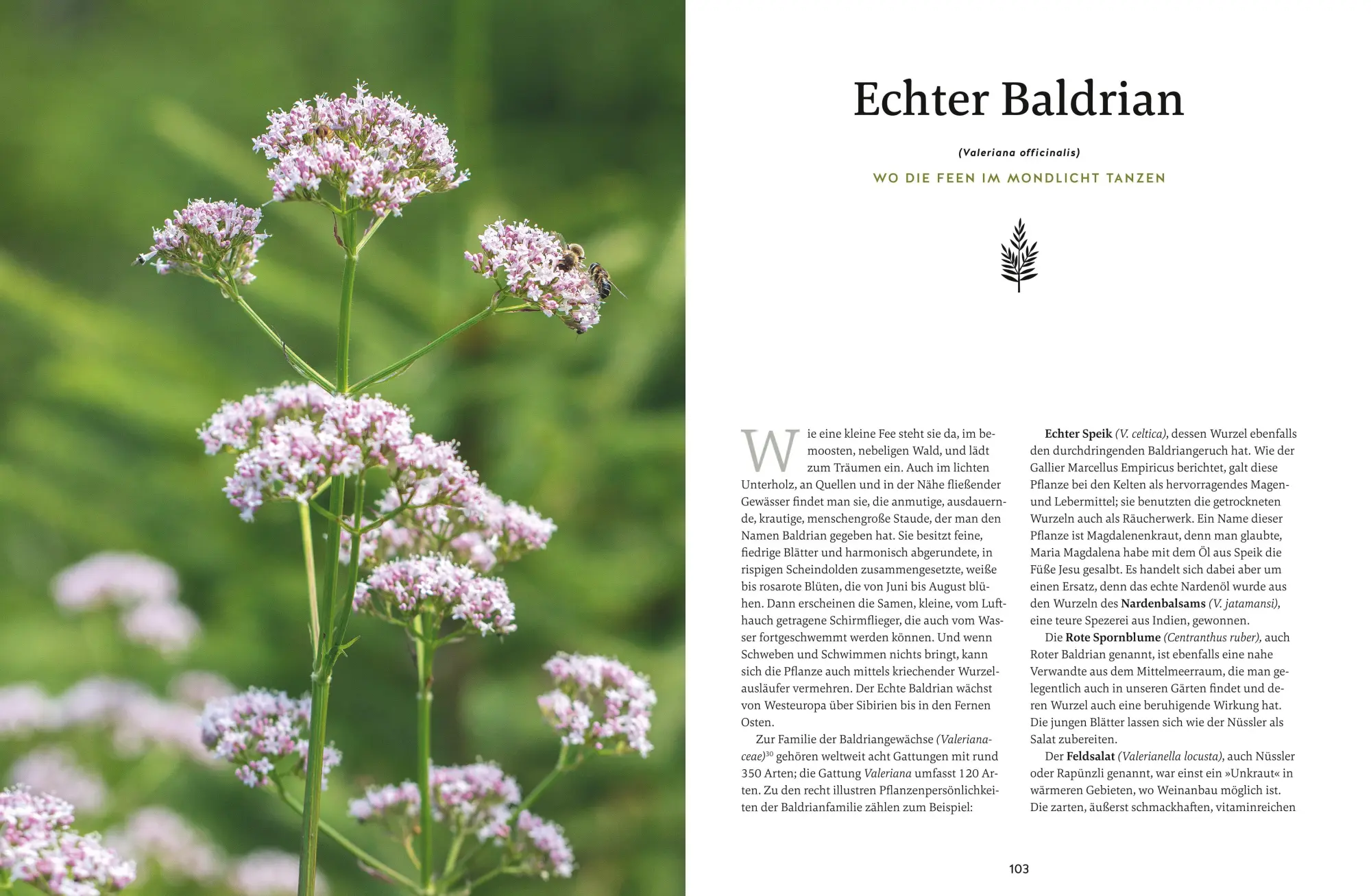 Bild: 9783833877841 | Meine Kräuter des Waldes | Wolf-Dieter Storl | Buch | GU Garten extra