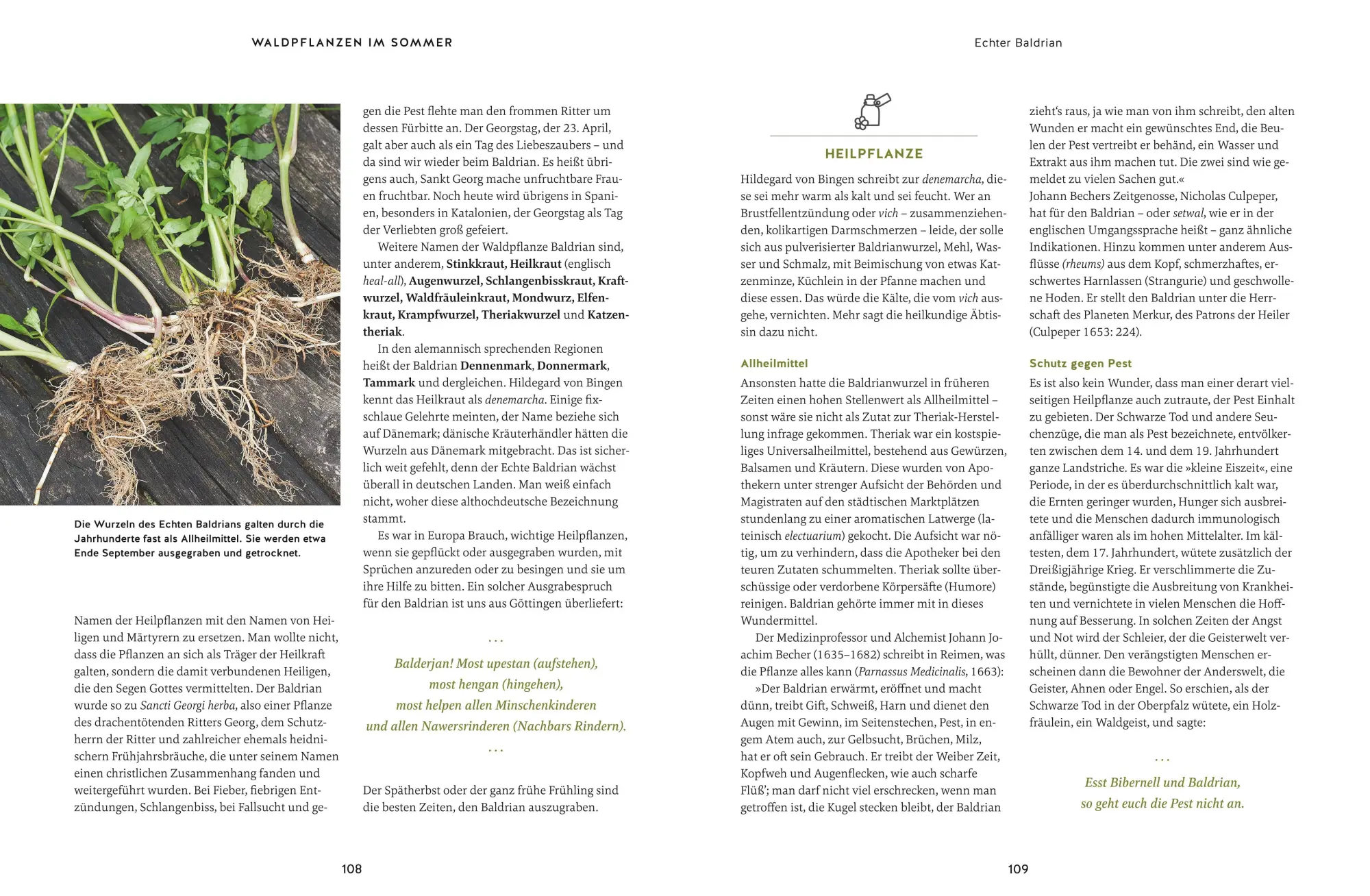 Bild: 9783833877841 | Meine Kräuter des Waldes | Wolf-Dieter Storl | Buch | GU Garten extra