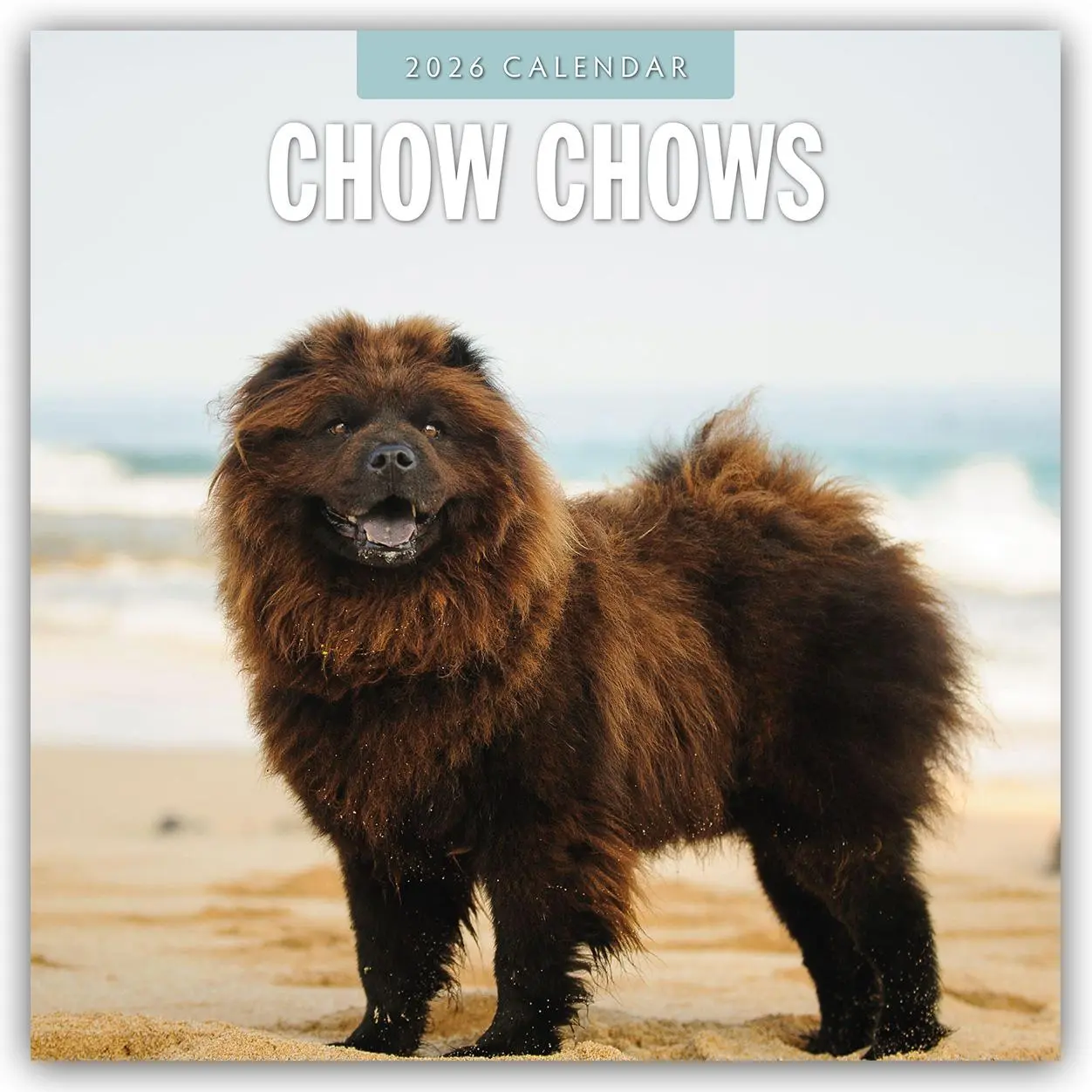 Cover: 9781804427941 | Chow Chows 2026 Square Wall Calendar | Red Robin | Taschenbuch | 14 S.