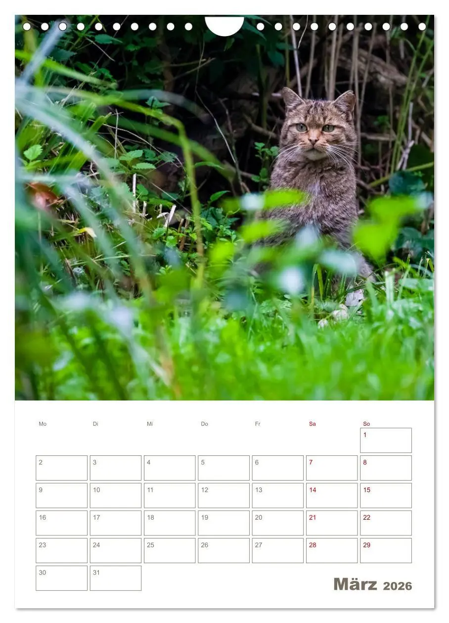 Bild: 9783516408041 | Europäische Wildkatzen - Jahresplaner (Wandkalender 2026 DIN A4...
