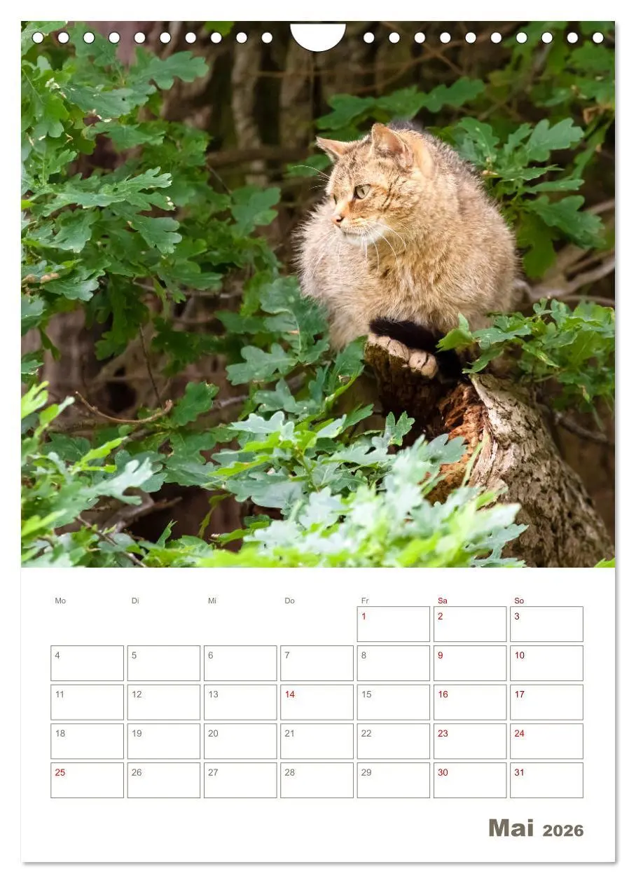 Bild: 9783516408041 | Europäische Wildkatzen - Jahresplaner (Wandkalender 2026 DIN A4...