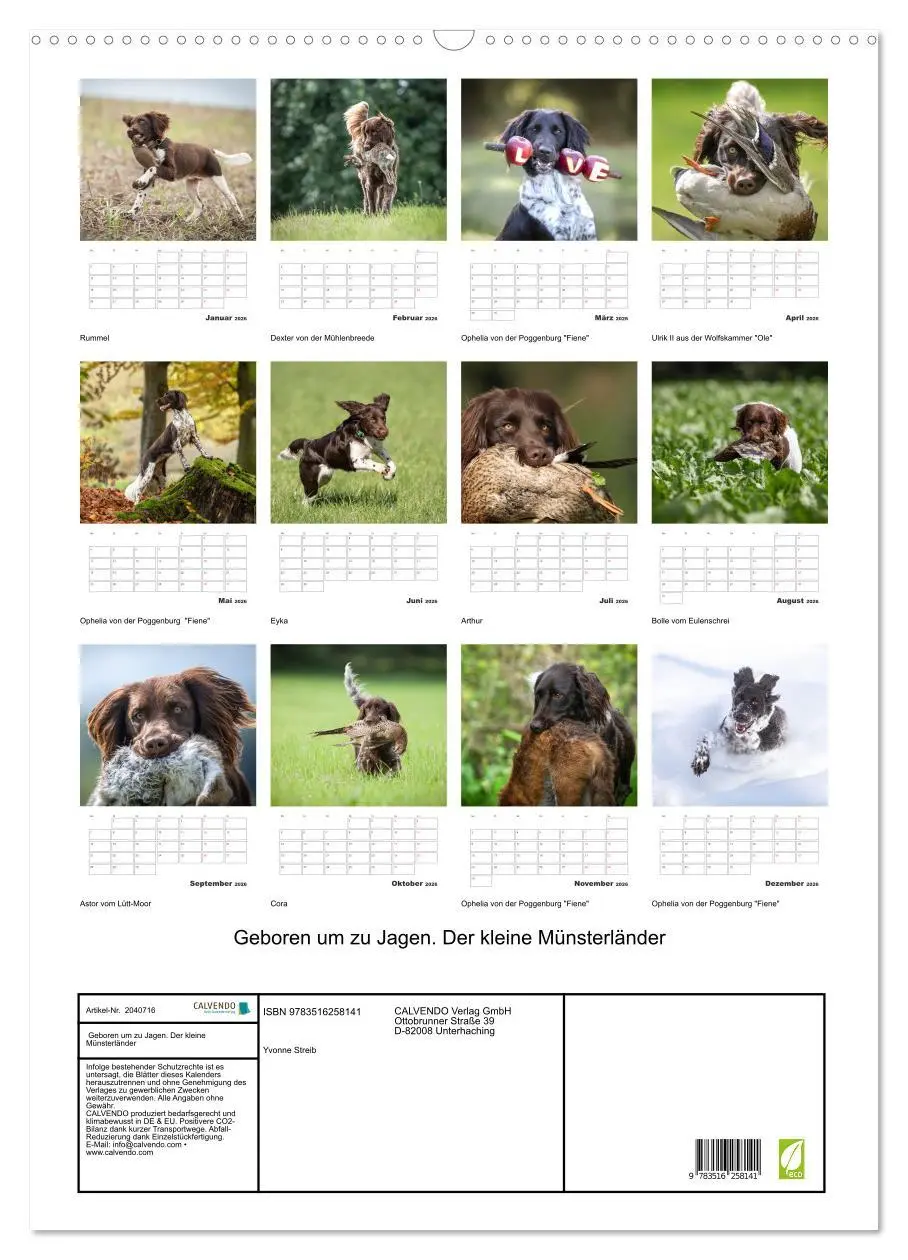 Bild: 9783516258141 | Geboren um zu Jagen. Der kleine Münsterländer (Wandkalender 2026...