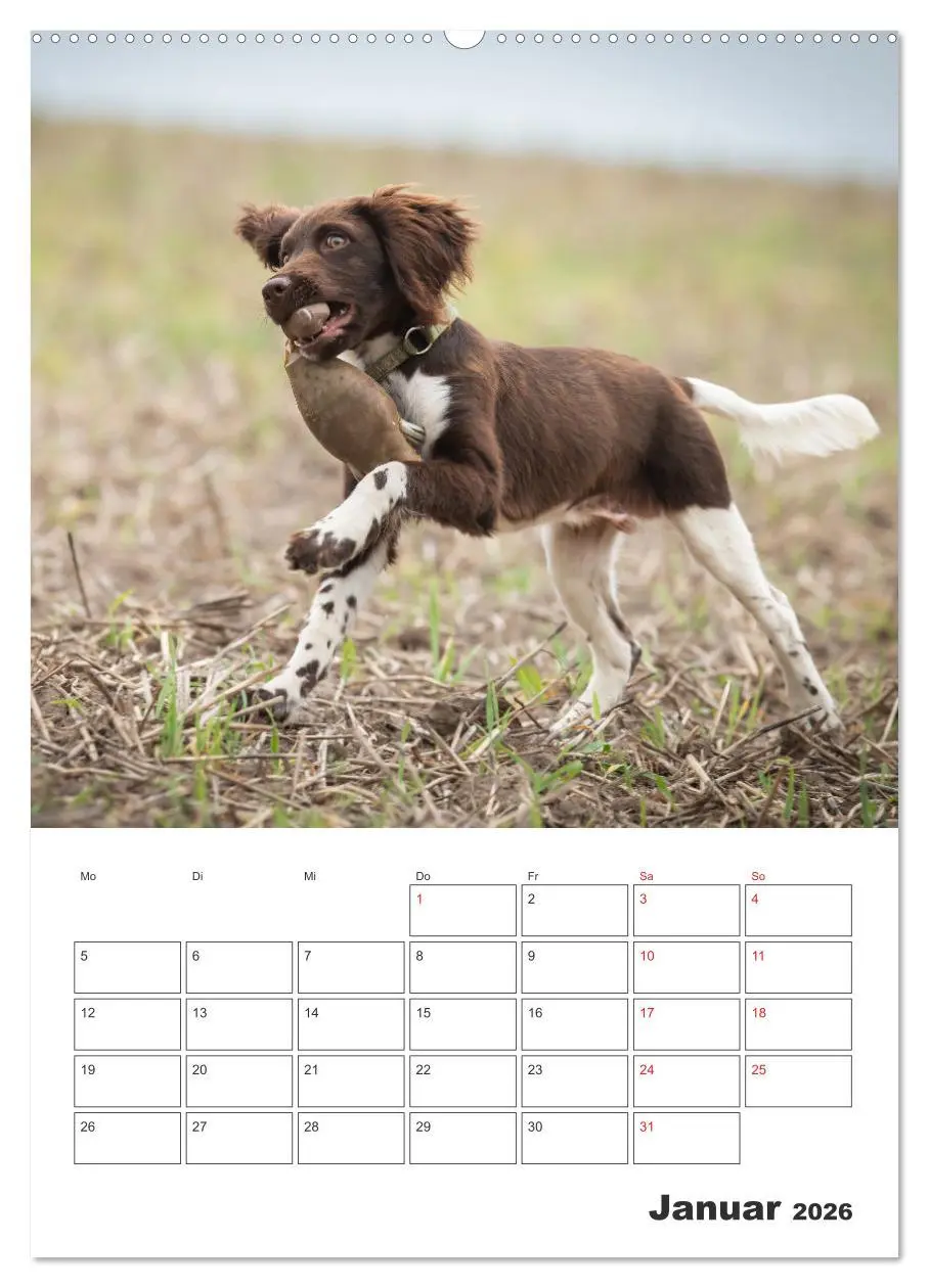 Bild: 9783516258141 | Geboren um zu Jagen. Der kleine Münsterländer (Wandkalender 2026...