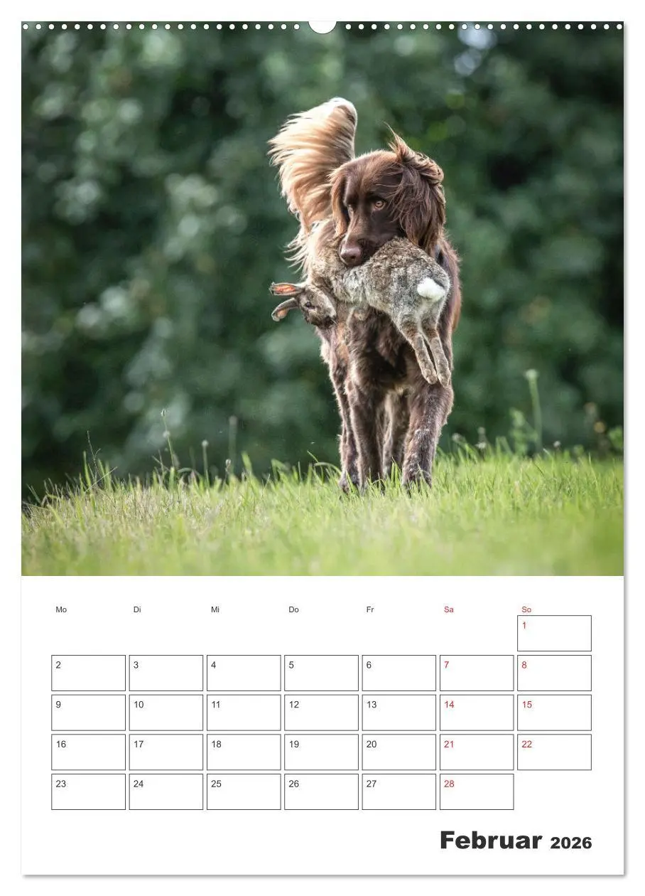 Bild: 9783516258141 | Geboren um zu Jagen. Der kleine Münsterländer (Wandkalender 2026...