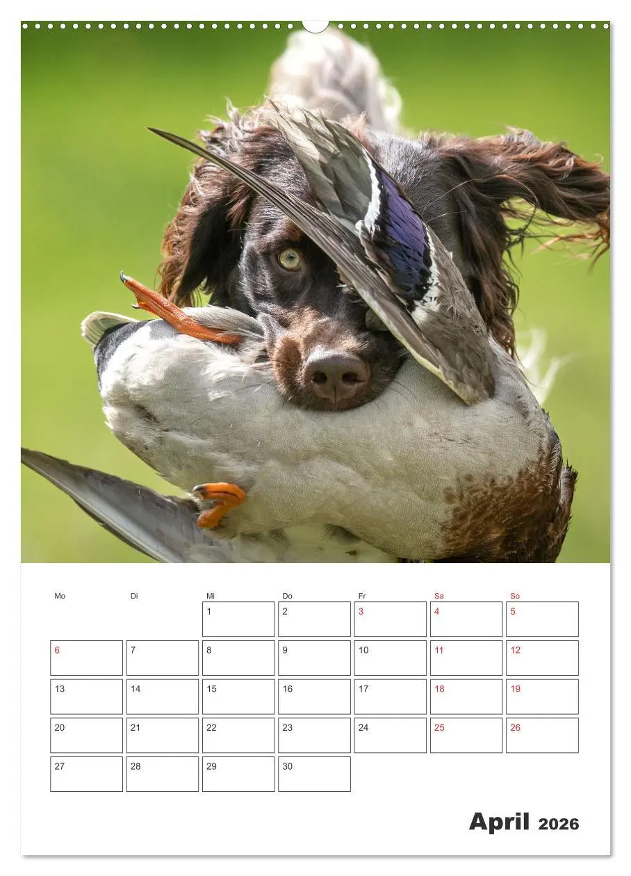 Bild: 9783516258141 | Geboren um zu Jagen. Der kleine Münsterländer (Wandkalender 2026...