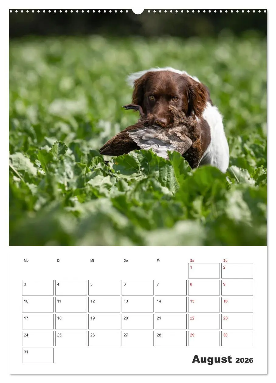 Bild: 9783516258141 | Geboren um zu Jagen. Der kleine Münsterländer (Wandkalender 2026...
