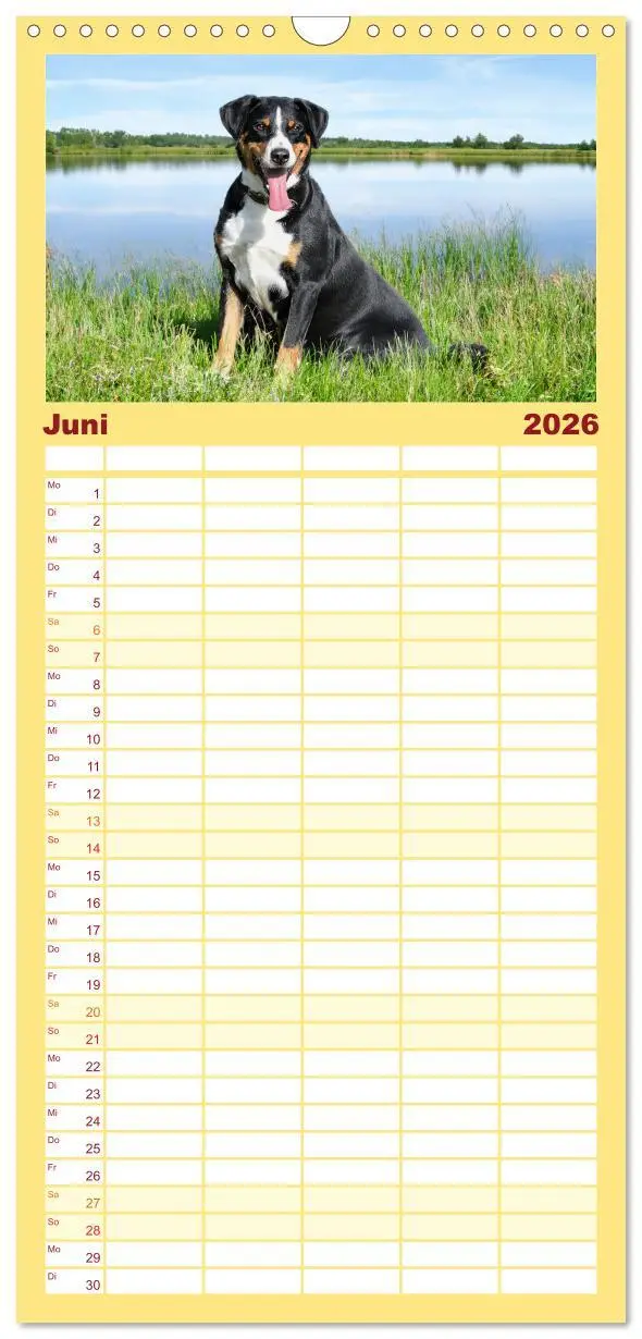 Bild: 9783516498141 | Familienplaner 2026 - Appenzeller Sennenhunde - Fröhliche Kameraden...