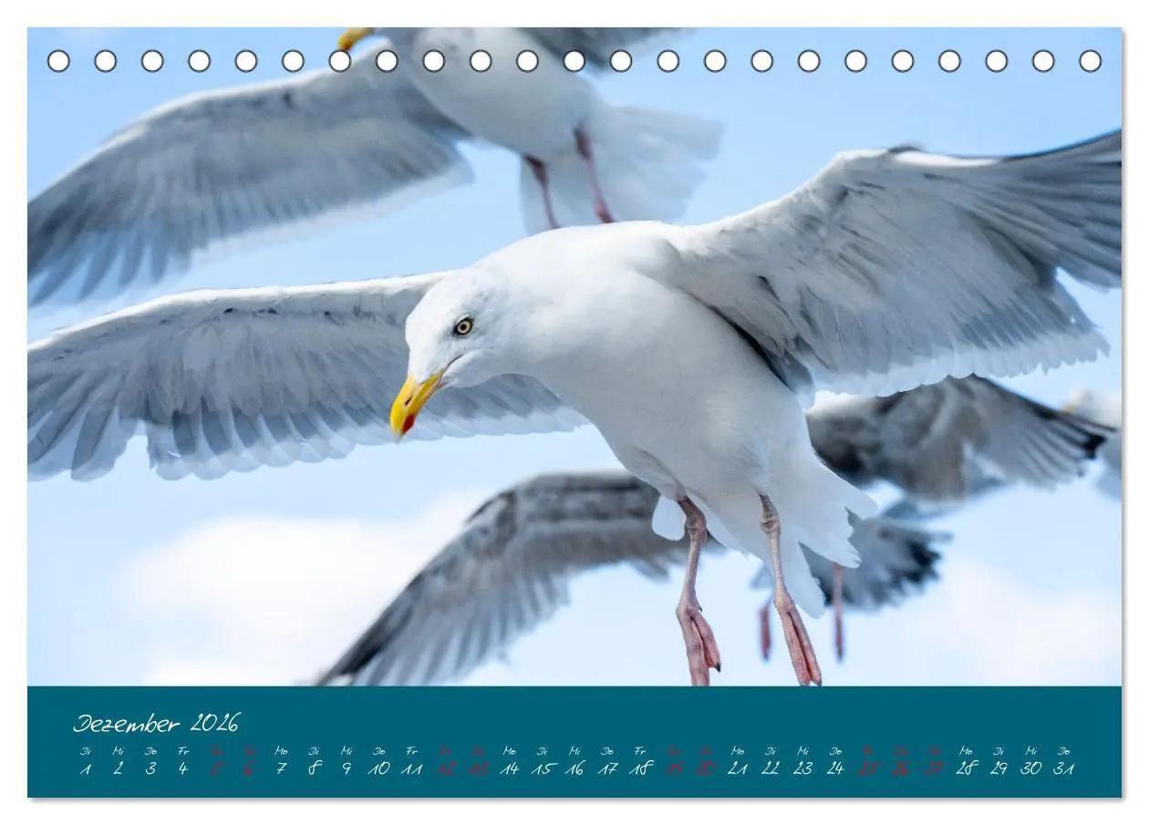 Bild: 9783457398241 | Möwen die Begleiter an Meer und See (Tischkalender 2026 DIN A5...