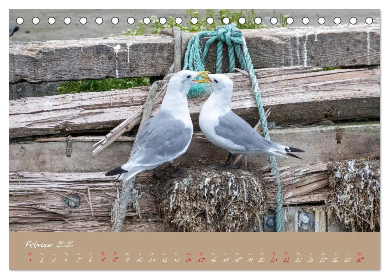 Bild: 9783457398241 | Möwen die Begleiter an Meer und See (Tischkalender 2026 DIN A5...