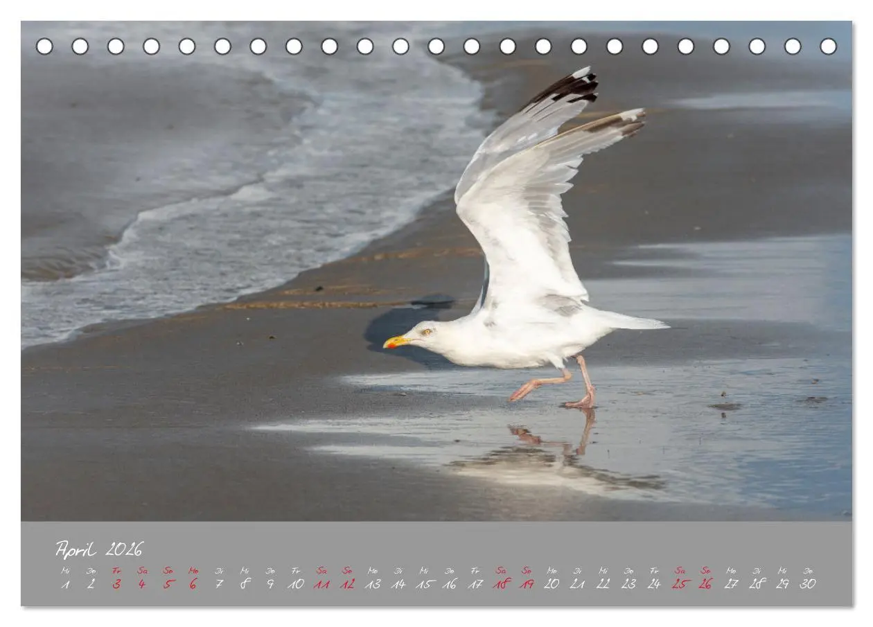 Bild: 9783457398241 | Möwen die Begleiter an Meer und See (Tischkalender 2026 DIN A5...