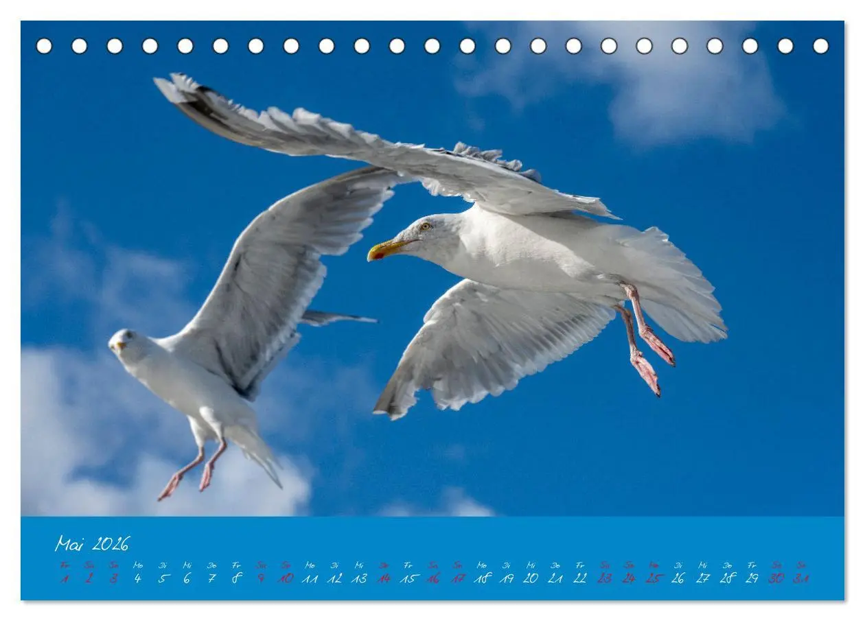 Bild: 9783457398241 | Möwen die Begleiter an Meer und See (Tischkalender 2026 DIN A5...