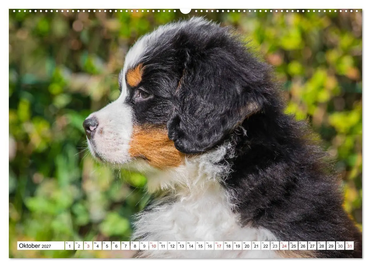 Bild: 9783569648241 | Kleine Herzen auf 4 Pfoten - Berner Sennenhunde (hochwertiger...