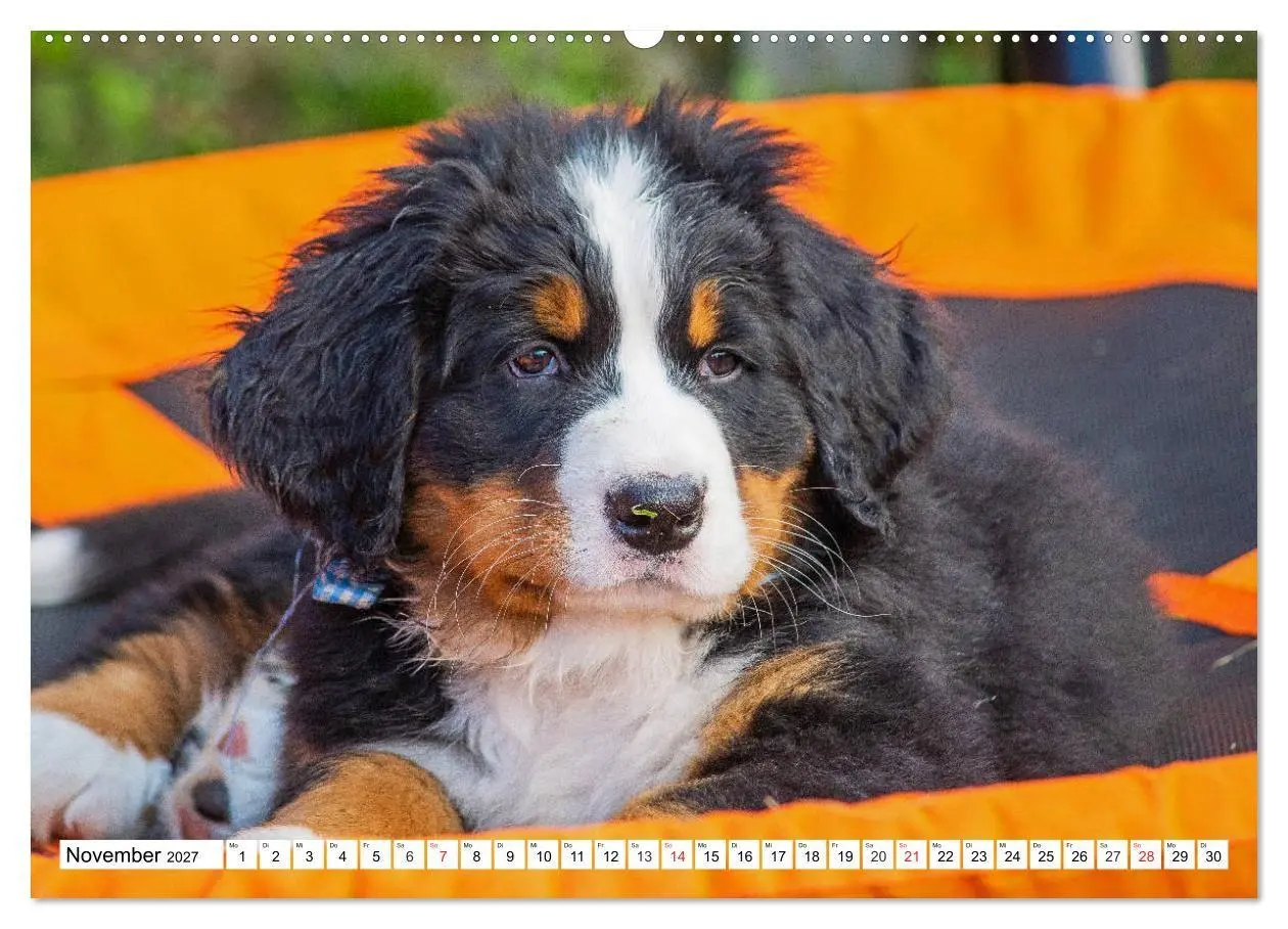 Bild: 9783569648241 | Kleine Herzen auf 4 Pfoten - Berner Sennenhunde (hochwertiger...