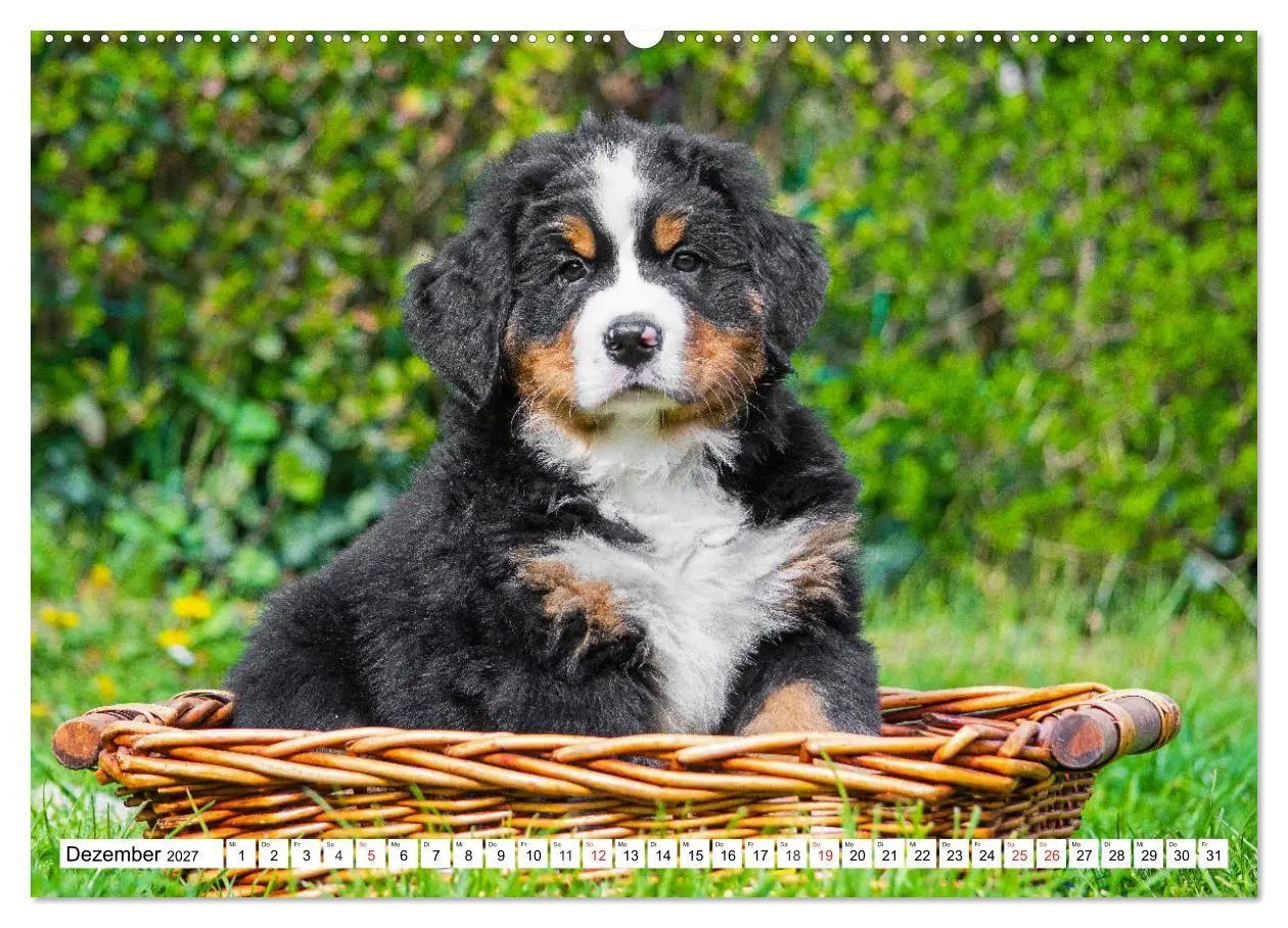 Bild: 9783569648241 | Kleine Herzen auf 4 Pfoten - Berner Sennenhunde (hochwertiger...