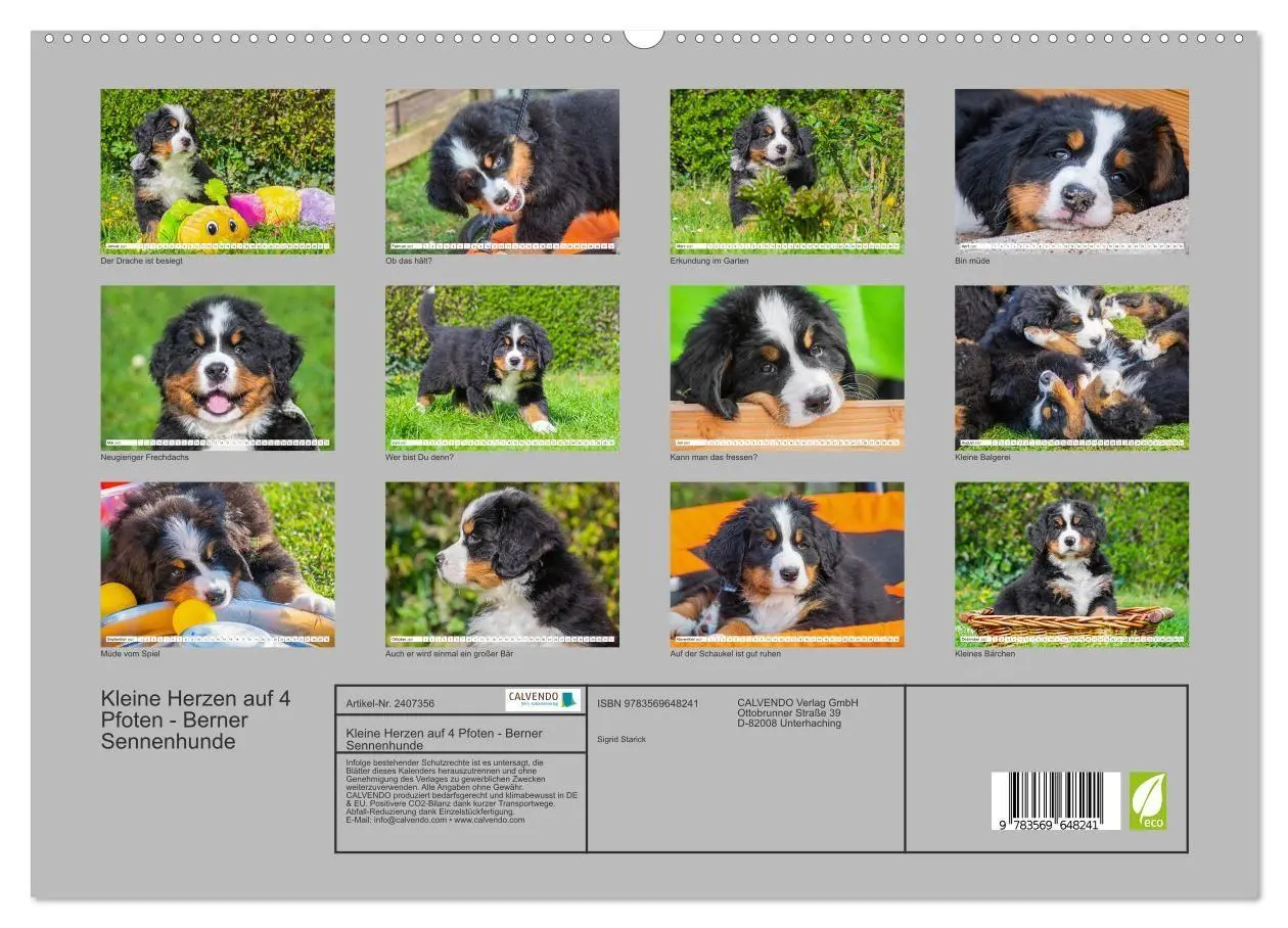 Bild: 9783569648241 | Kleine Herzen auf 4 Pfoten - Berner Sennenhunde (hochwertiger...