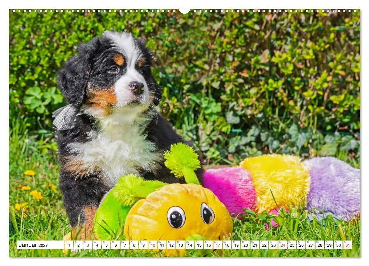 Bild: 9783569648241 | Kleine Herzen auf 4 Pfoten - Berner Sennenhunde (hochwertiger...