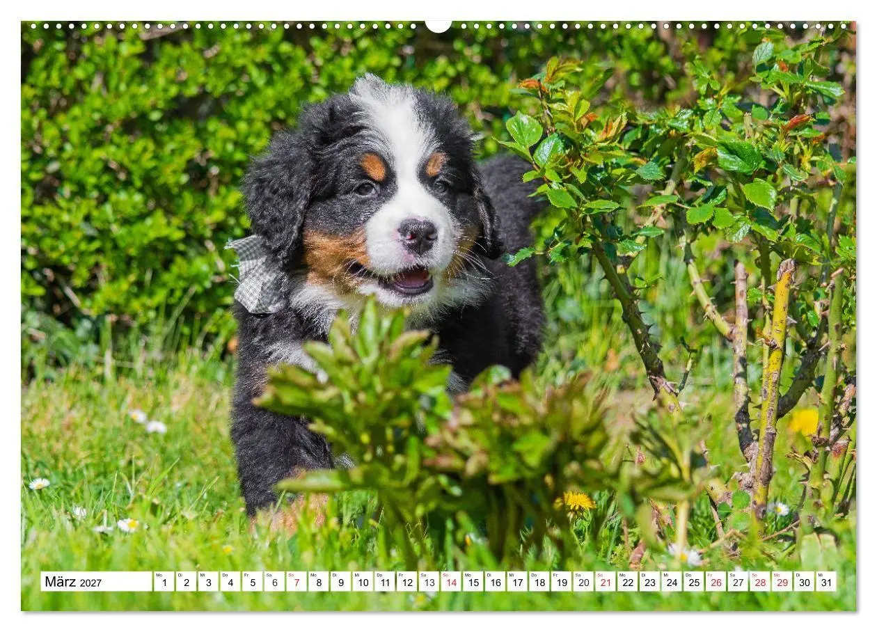 Bild: 9783569648241 | Kleine Herzen auf 4 Pfoten - Berner Sennenhunde (hochwertiger...