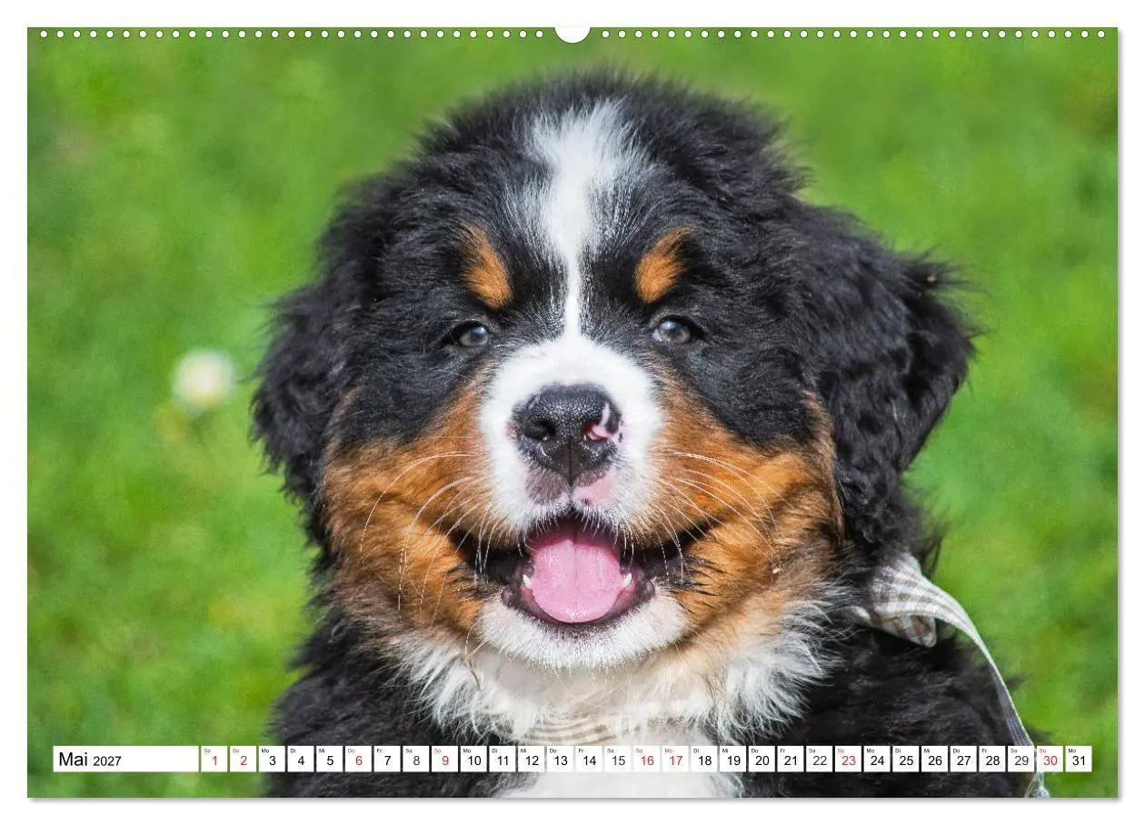 Bild: 9783569648241 | Kleine Herzen auf 4 Pfoten - Berner Sennenhunde (hochwertiger...