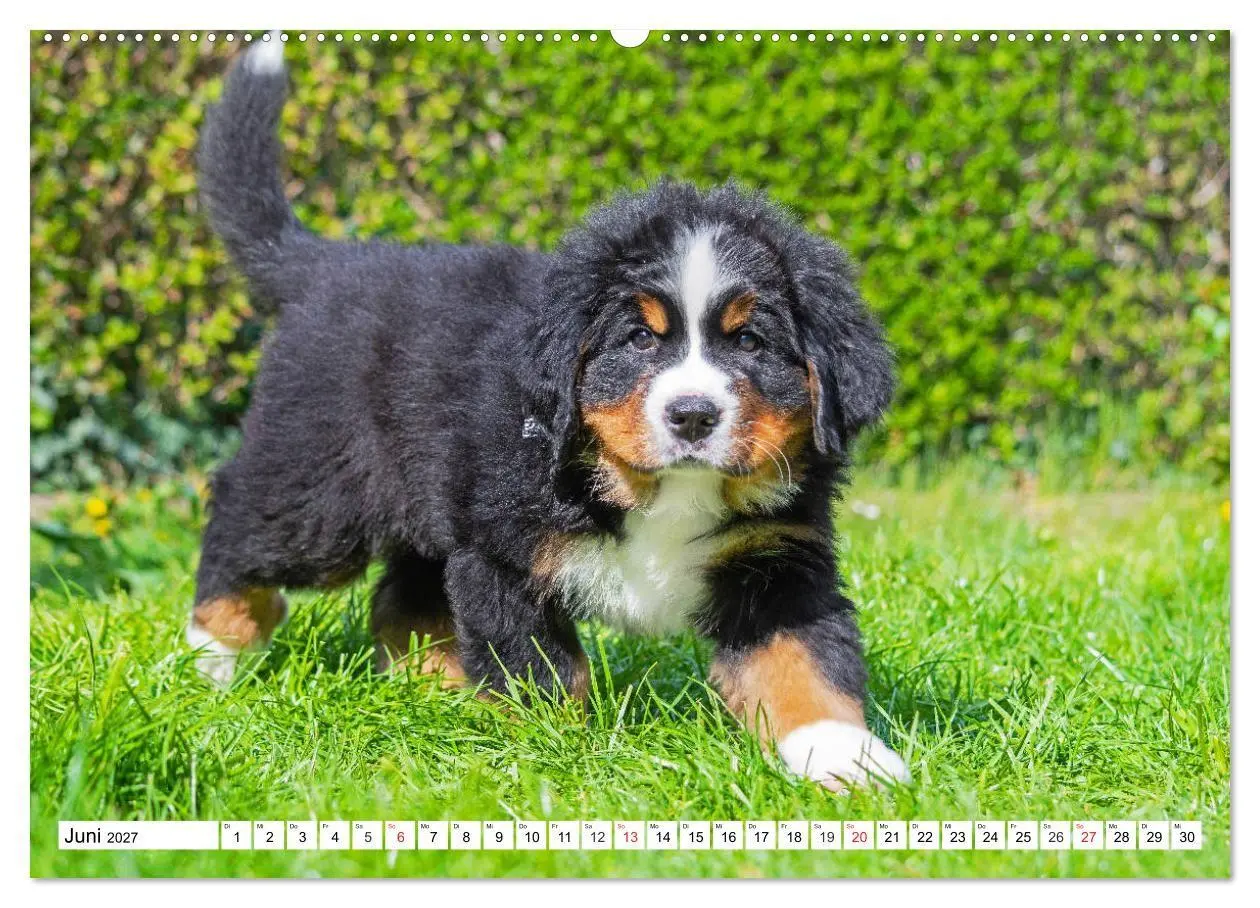Bild: 9783569648241 | Kleine Herzen auf 4 Pfoten - Berner Sennenhunde (hochwertiger...