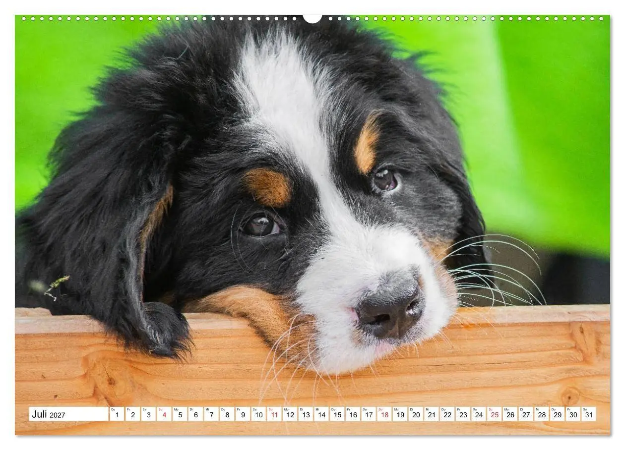 Bild: 9783569648241 | Kleine Herzen auf 4 Pfoten - Berner Sennenhunde (hochwertiger...
