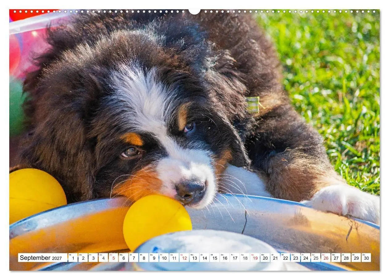 Bild: 9783569648241 | Kleine Herzen auf 4 Pfoten - Berner Sennenhunde (hochwertiger...