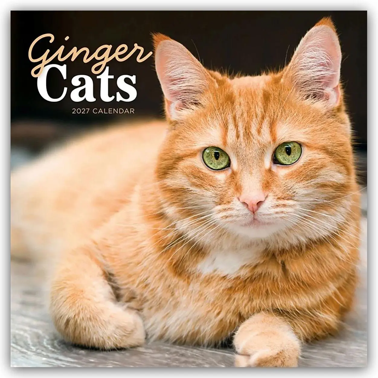 Cover: 9781529858341 | Ginger Cats - Rothaarige Katzen 2027 - Wand-Kalender | Calendar | 2027