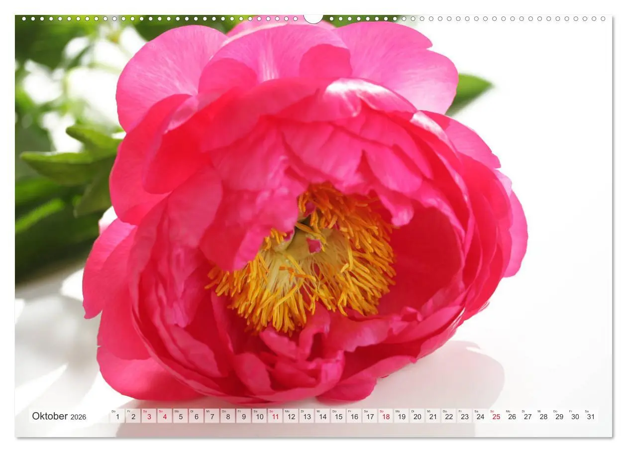 Bild: 9783457828441 | Blumenlust (Wandkalender 2026 DIN A2 quer), CALVENDO Monatskalender