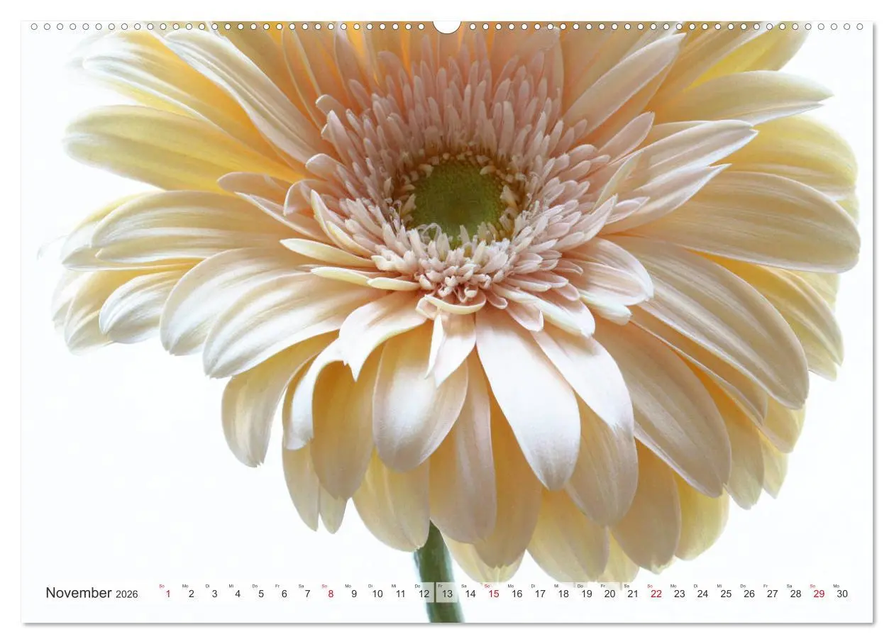 Bild: 9783457828441 | Blumenlust (Wandkalender 2026 DIN A2 quer), CALVENDO Monatskalender