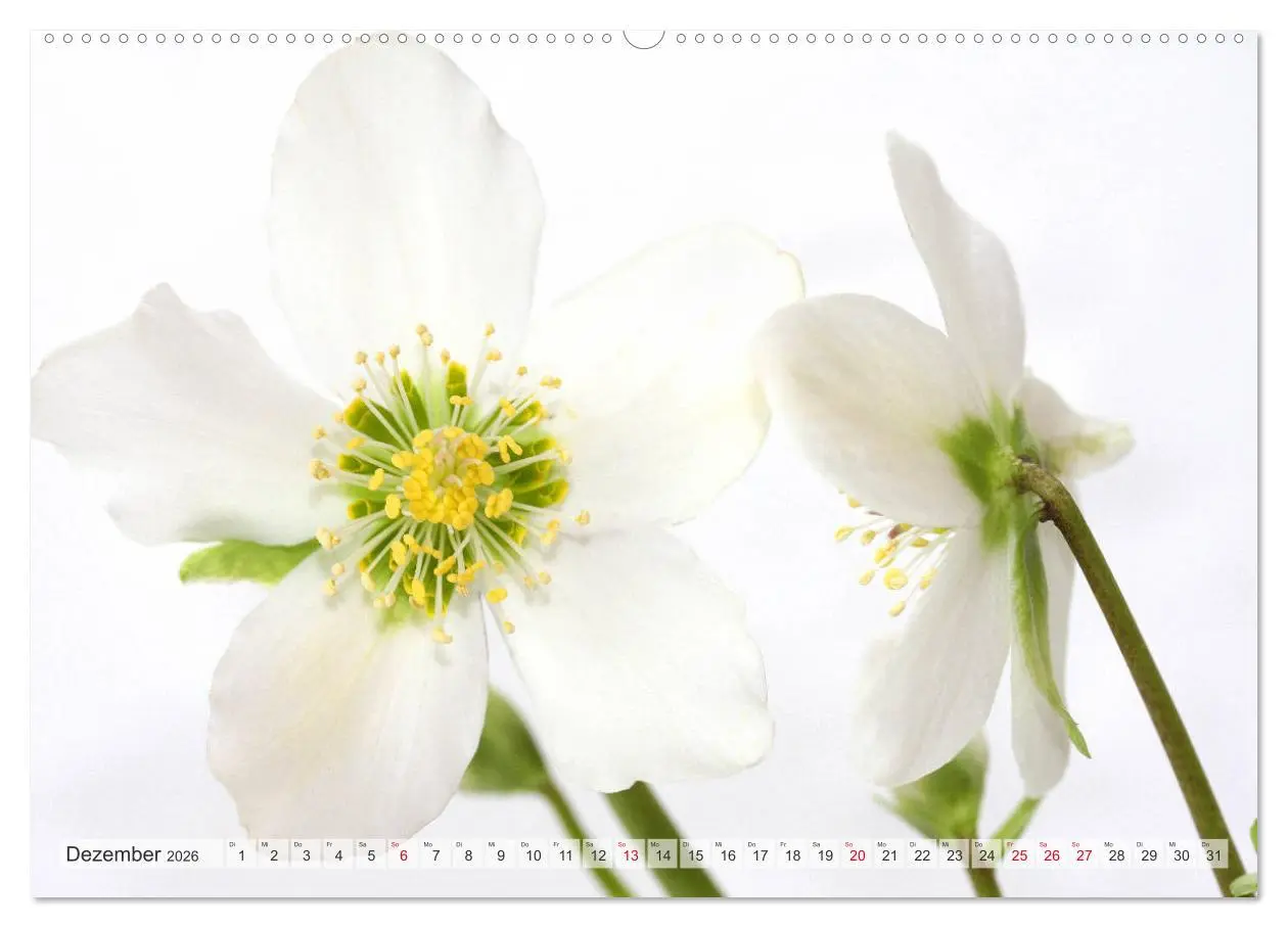 Bild: 9783457828441 | Blumenlust (Wandkalender 2026 DIN A2 quer), CALVENDO Monatskalender
