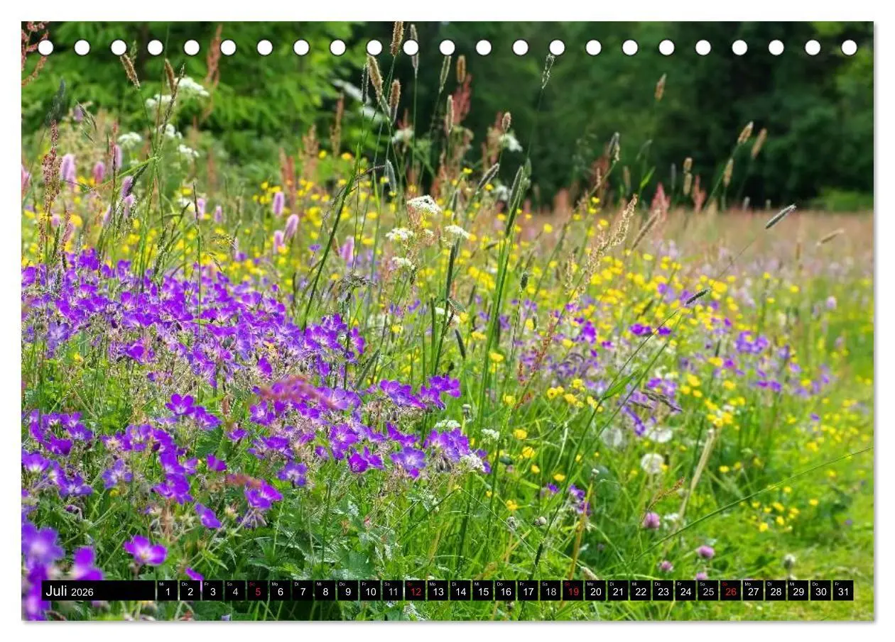 Bild: 9783457998441 | Der Harz - Sagenumwoben und Wildromantisch (Tischkalender 2026 DIN...