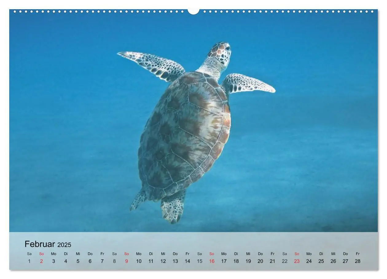 Bild: 9783435588541 | Meeresschildkröten. Nomaden der Ozeane (Wandkalender 2025 DIN A2...