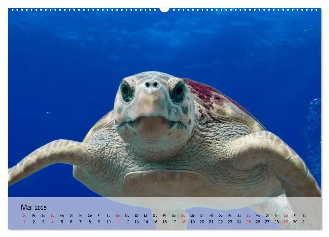 Bild: 9783435588541 | Meeresschildkröten. Nomaden der Ozeane (Wandkalender 2025 DIN A2...