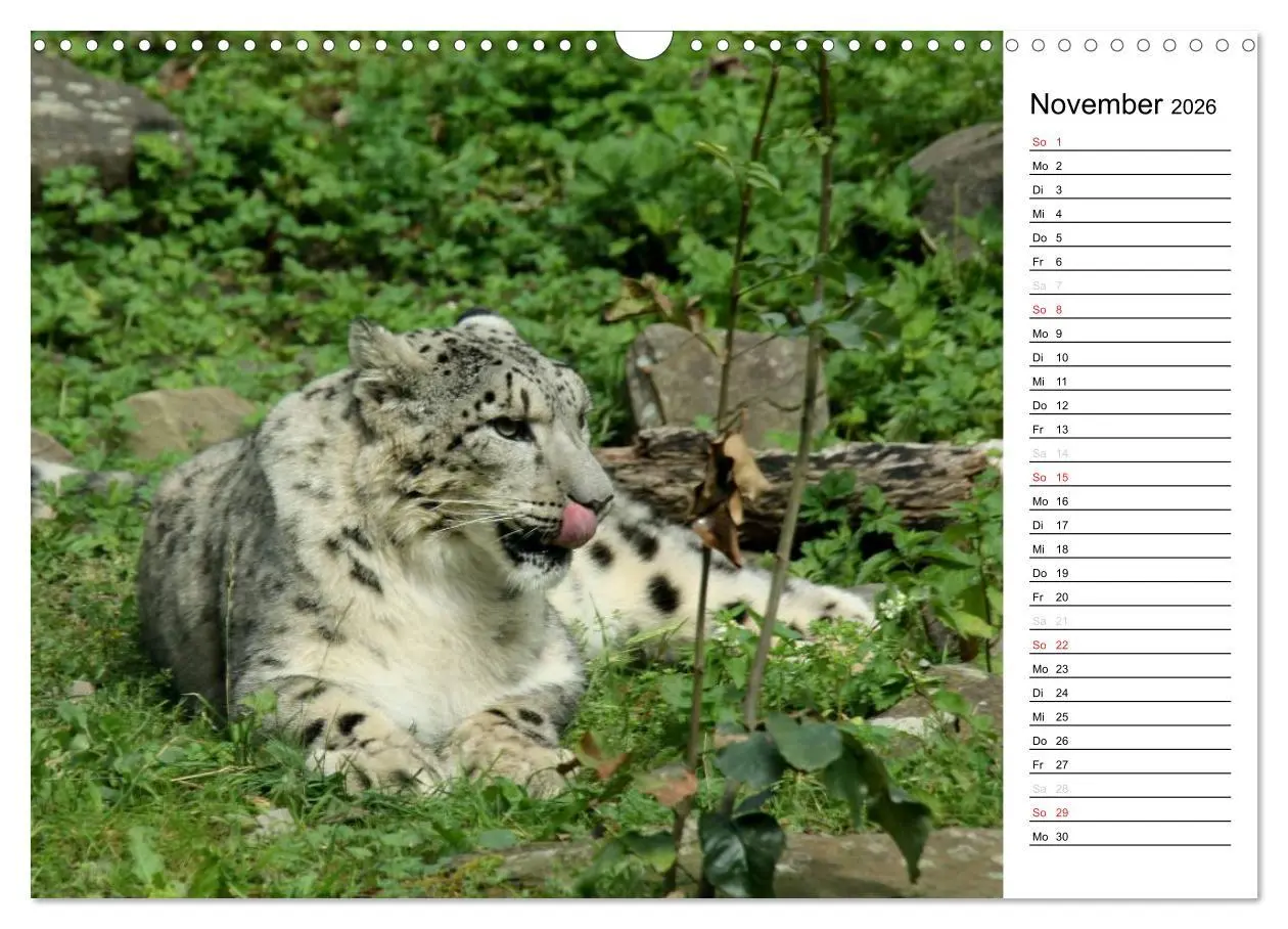 Bild: 9783516148541 | Der Schneeleopard (Wandkalender 2026 DIN A3 quer), CALVENDO...