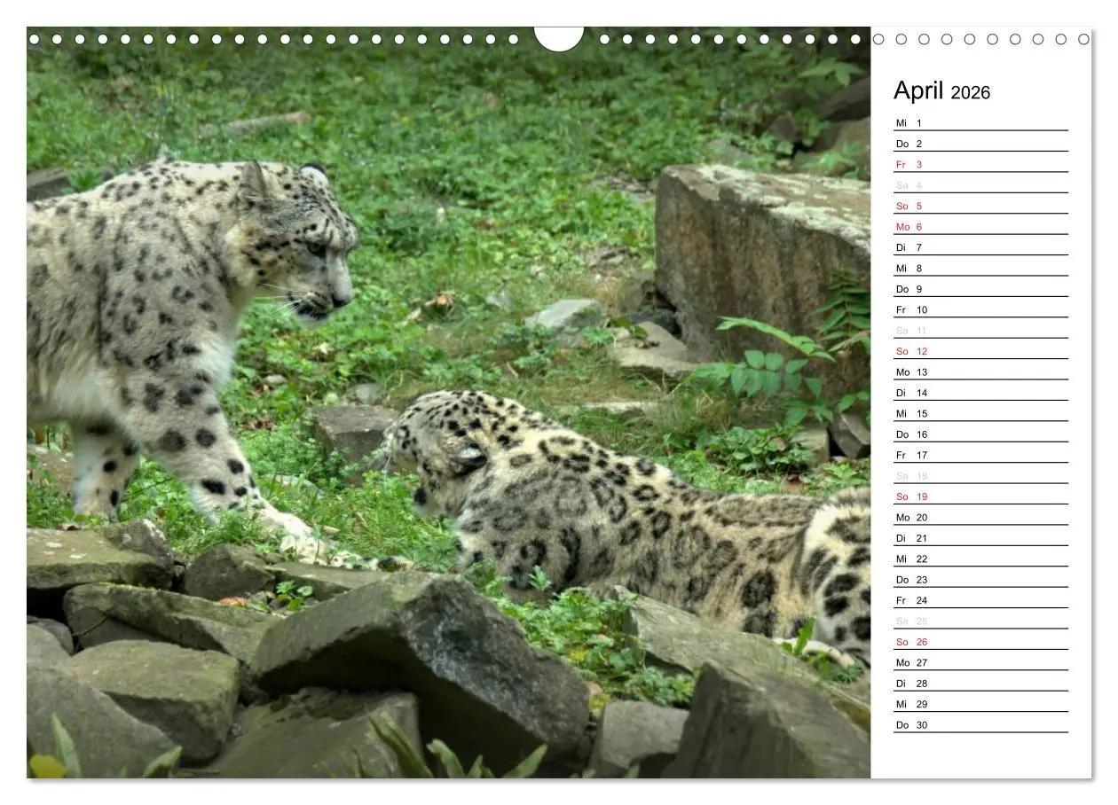 Bild: 9783516148541 | Der Schneeleopard (Wandkalender 2026 DIN A3 quer), CALVENDO...