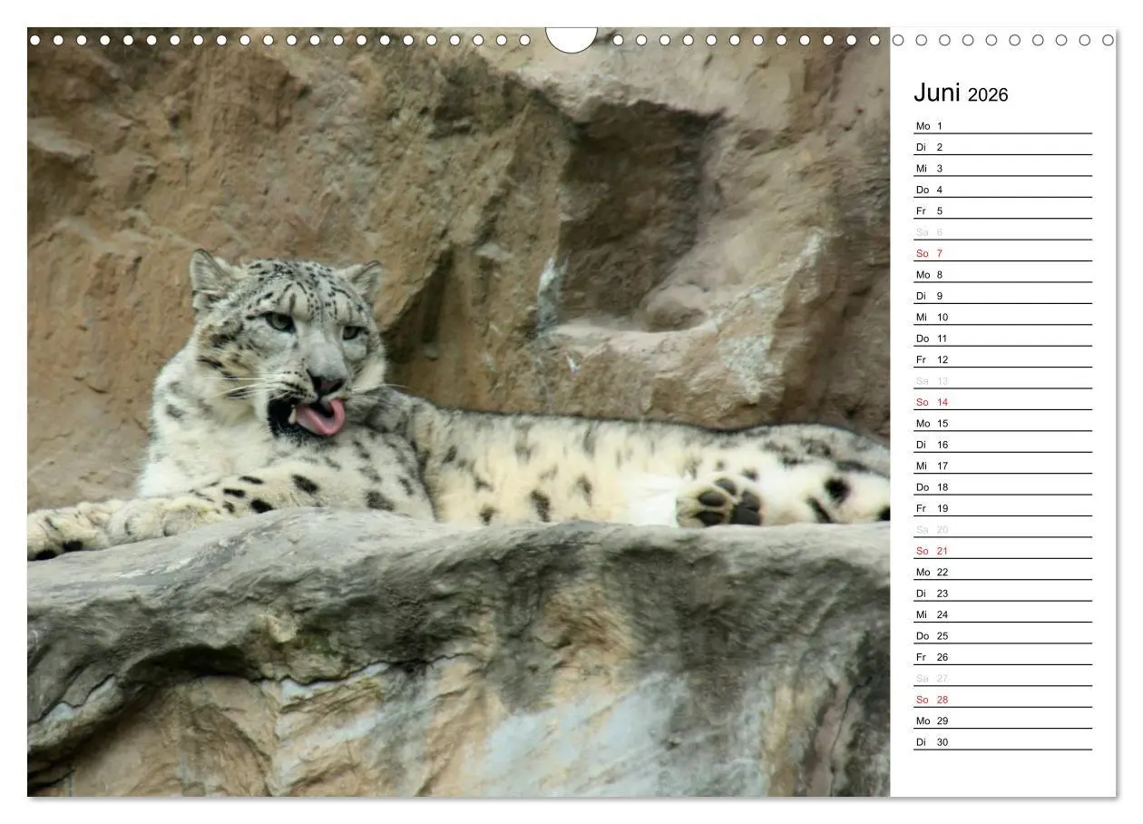 Bild: 9783516148541 | Der Schneeleopard (Wandkalender 2026 DIN A3 quer), CALVENDO...