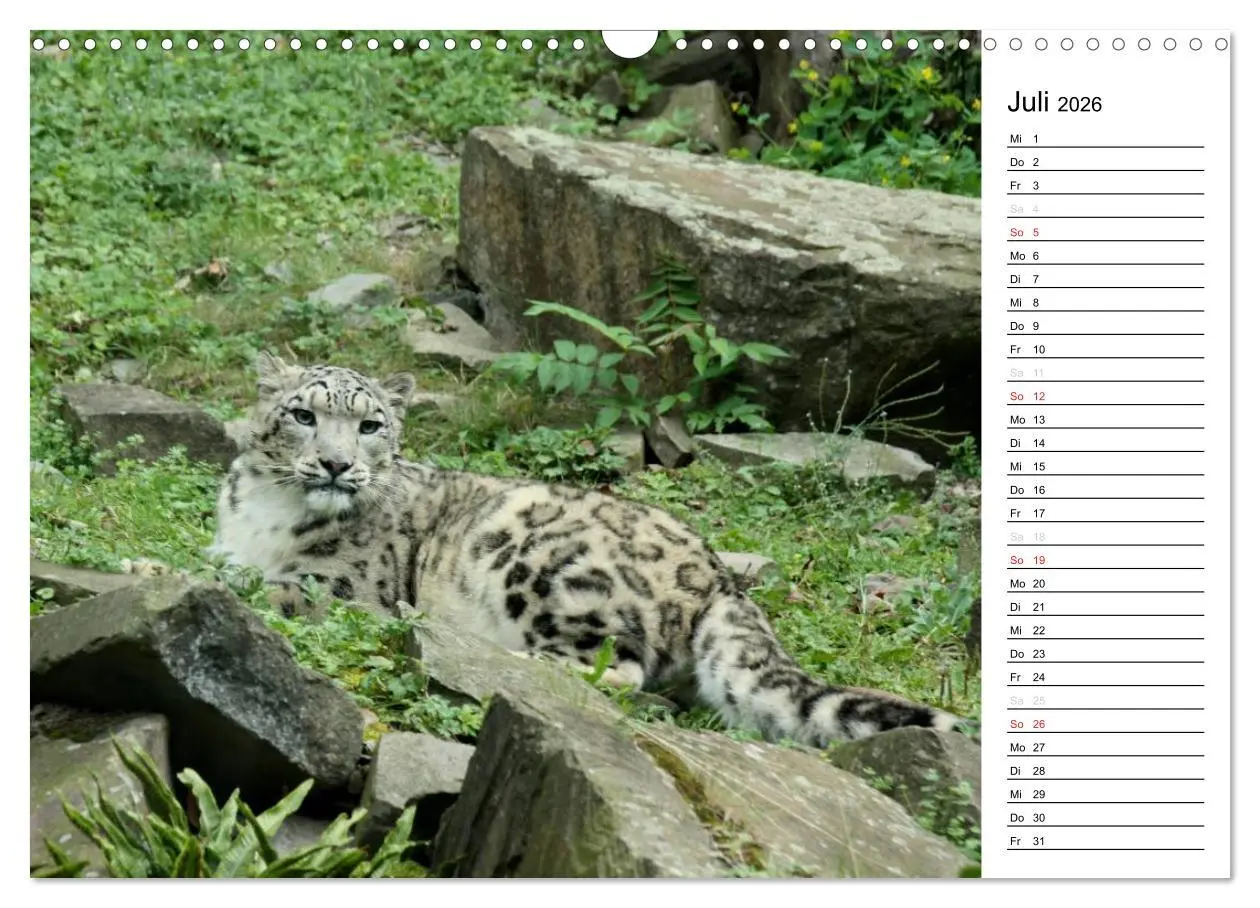 Bild: 9783516148541 | Der Schneeleopard (Wandkalender 2026 DIN A3 quer), CALVENDO...