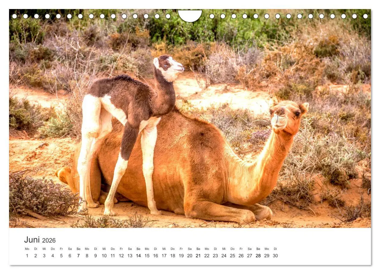 Bild: 9783457578841 | Kamele - die wahren Überlebenskünstler der Wüste. (Wandkalender...