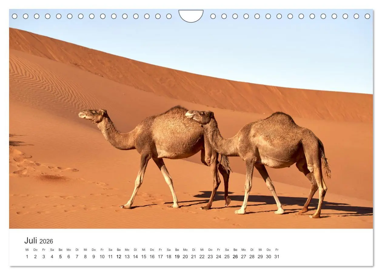 Bild: 9783457578841 | Kamele - die wahren Überlebenskünstler der Wüste. (Wandkalender...