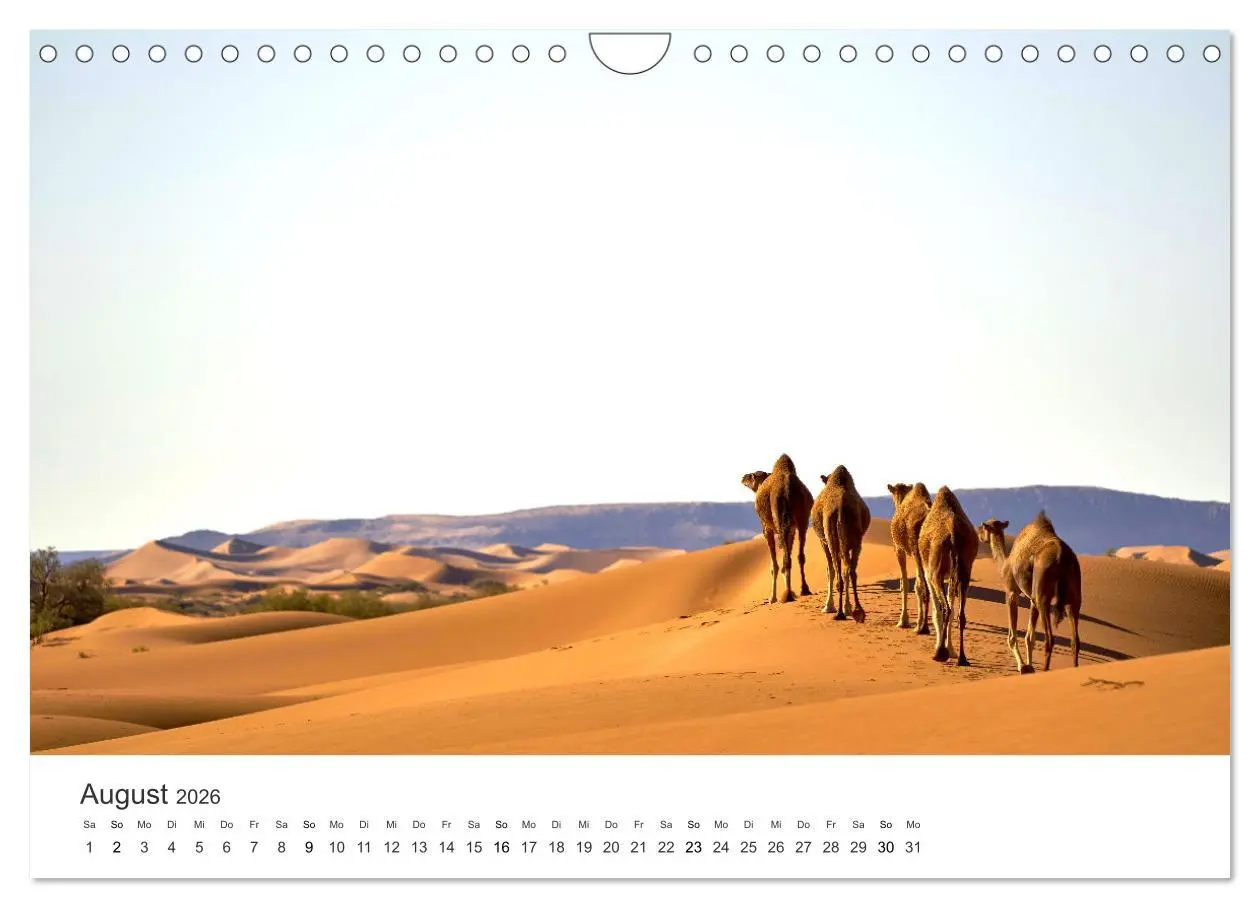 Bild: 9783457578841 | Kamele - die wahren Überlebenskünstler der Wüste. (Wandkalender...