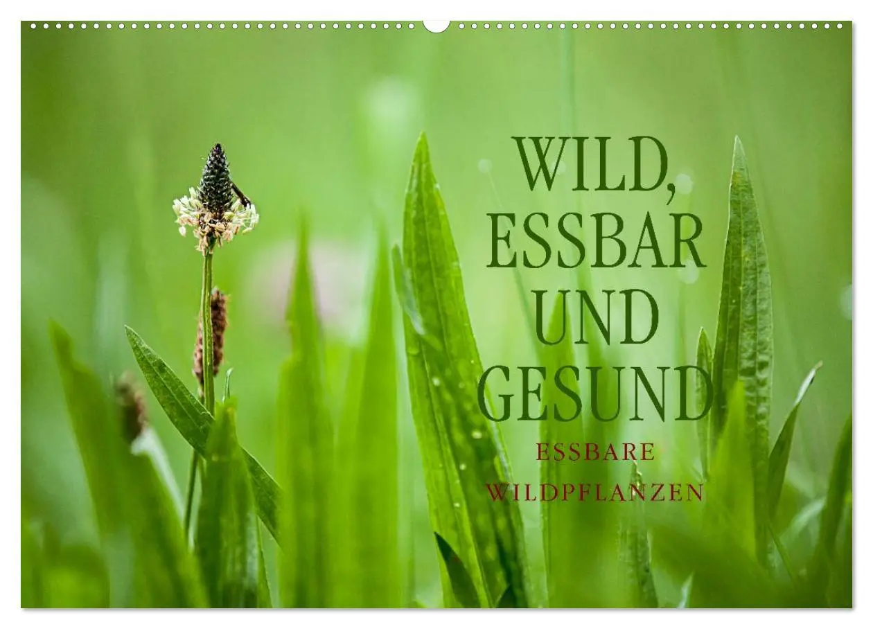 Cover: 9783516118841 | WILD, ESSBAR UND GESUND Essbare Wildpflanzen (Wandkalender 2026 DIN...