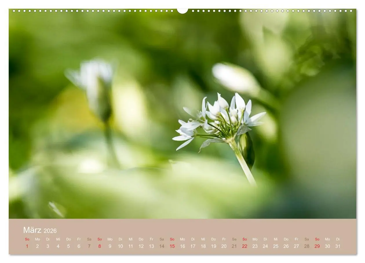 Bild: 9783516118841 | WILD, ESSBAR UND GESUND Essbare Wildpflanzen (Wandkalender 2026 DIN...