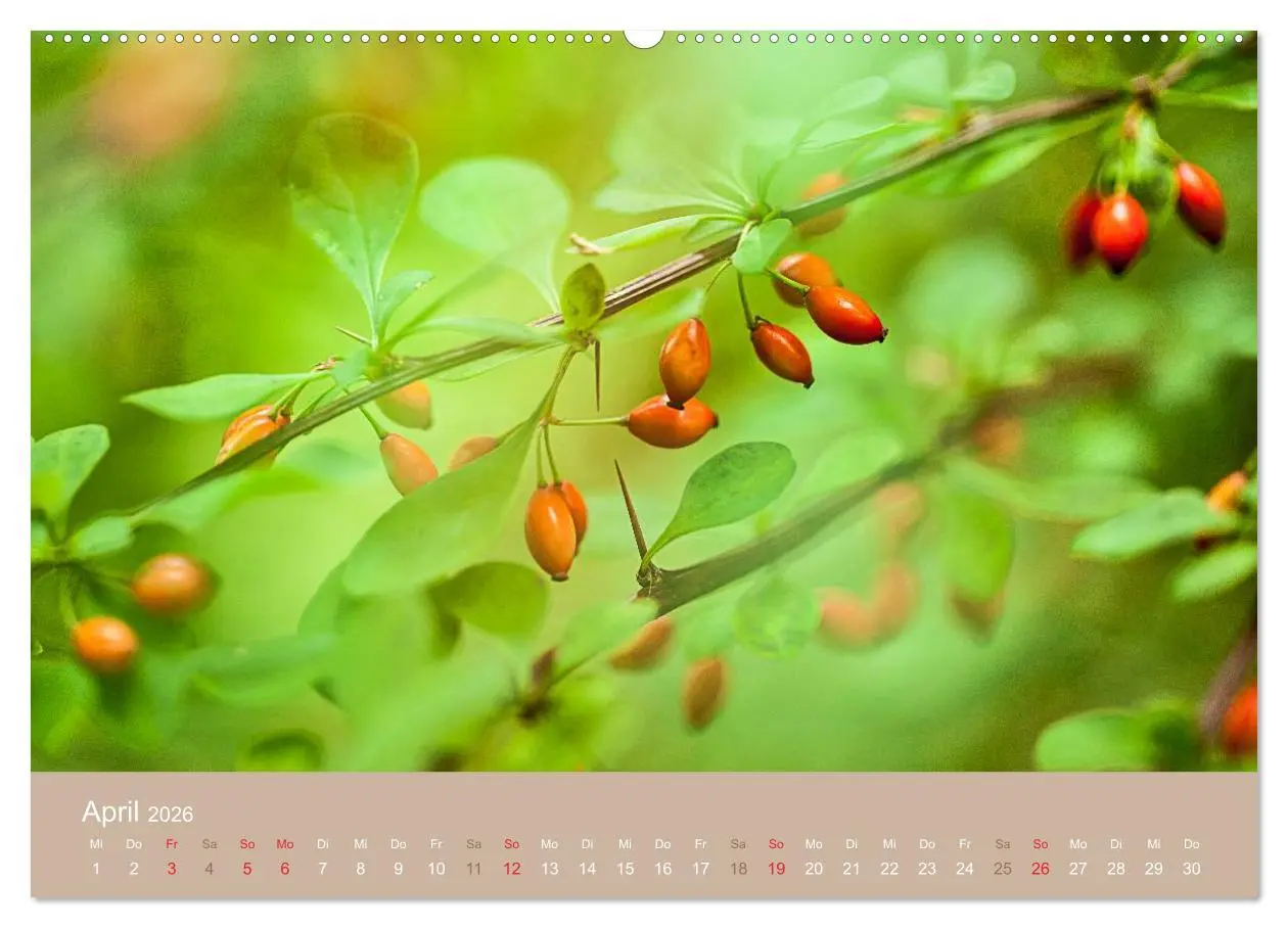 Bild: 9783516118841 | WILD, ESSBAR UND GESUND Essbare Wildpflanzen (Wandkalender 2026 DIN...