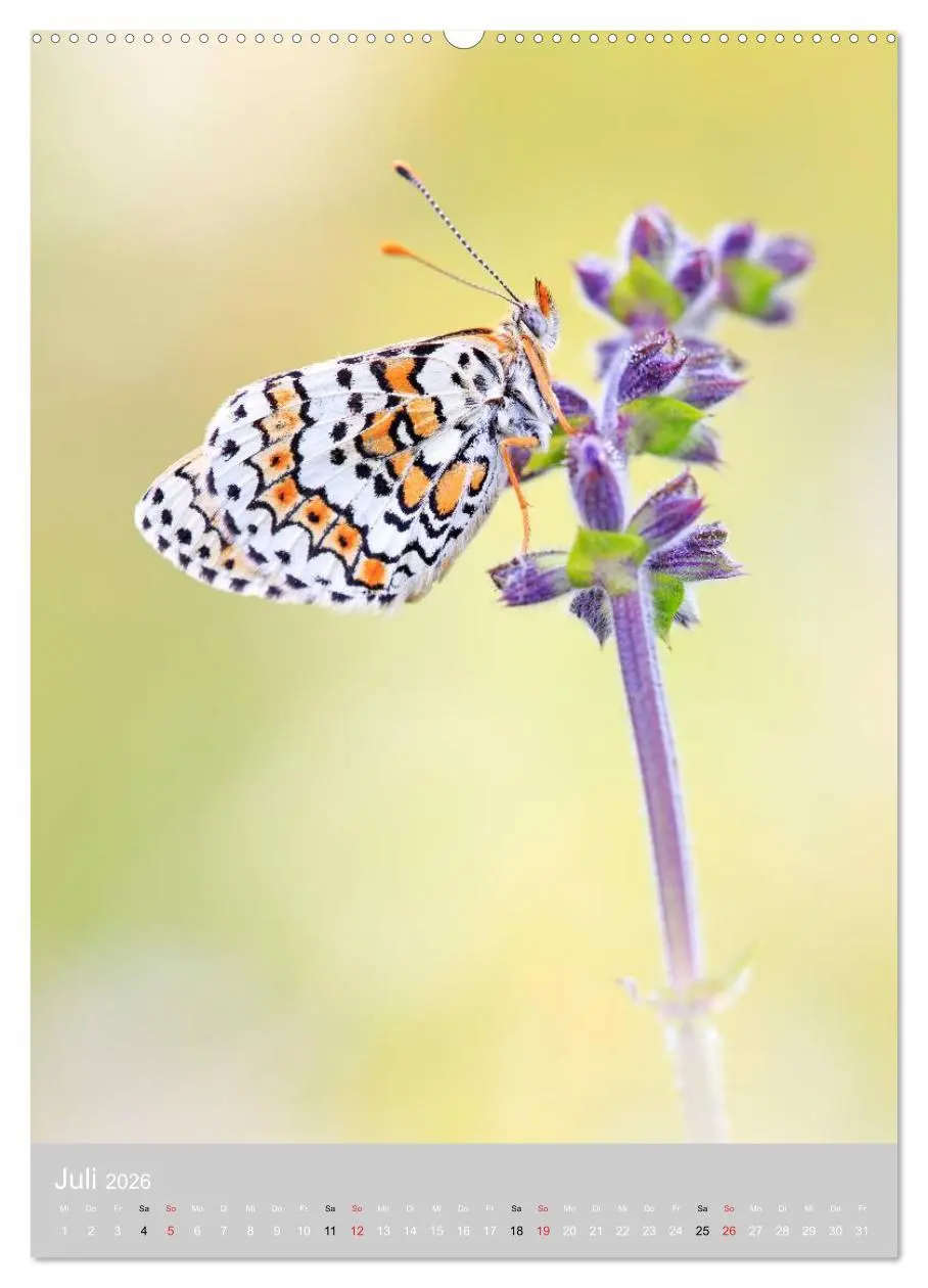 Bild: 9783516428841 | Schmetterlinge - Gaukler im Wind (hochwertiger Premium Wandkalender...
