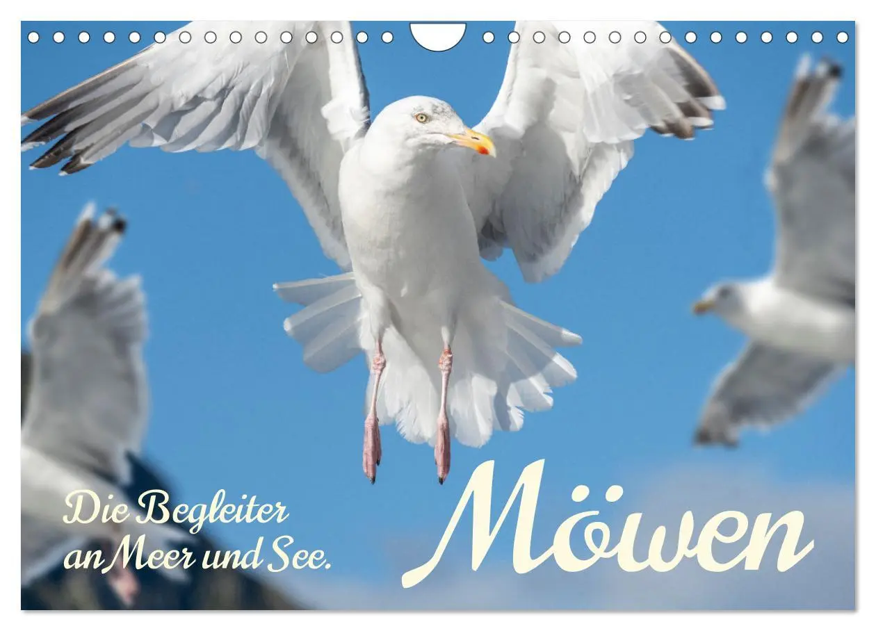 Cover: 9783457328941 | Möwen die Begleiter an Meer und See (Wandkalender 2026 DIN A4...