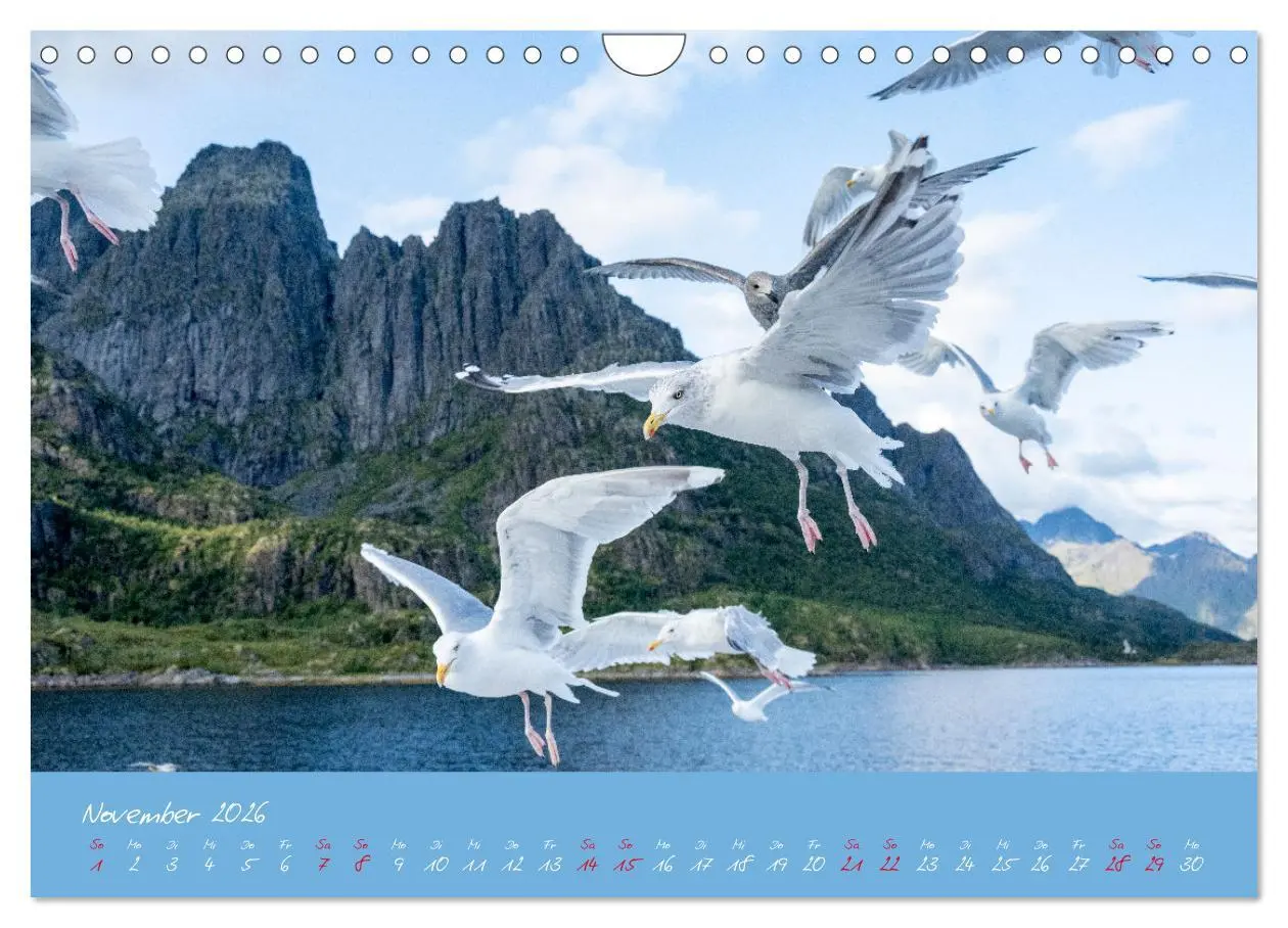 Bild: 9783457328941 | Möwen die Begleiter an Meer und See (Wandkalender 2026 DIN A4...