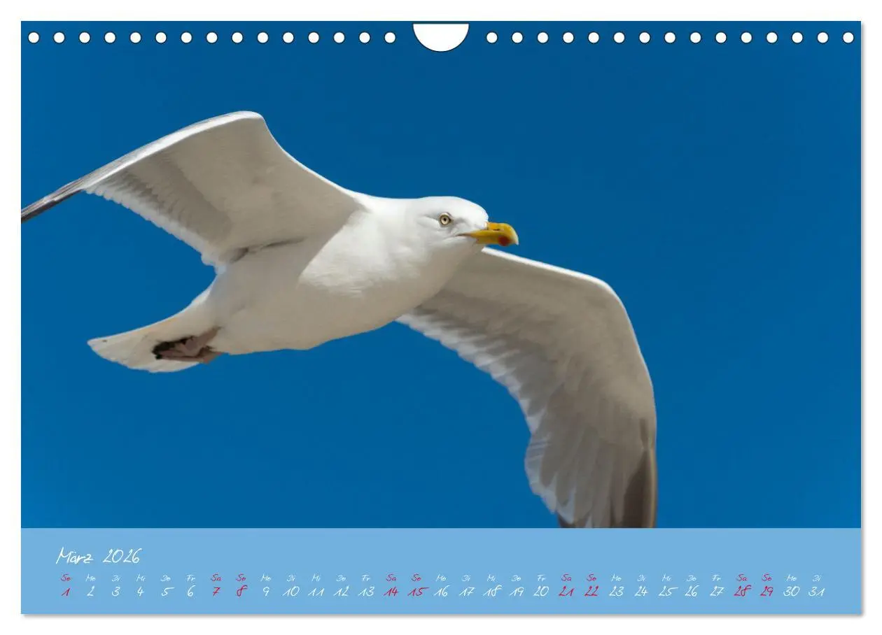 Bild: 9783457328941 | Möwen die Begleiter an Meer und See (Wandkalender 2026 DIN A4...