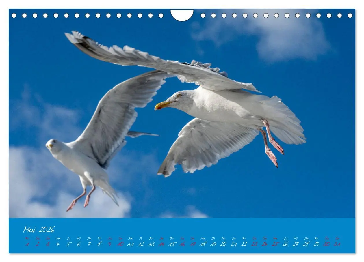 Bild: 9783457328941 | Möwen die Begleiter an Meer und See (Wandkalender 2026 DIN A4...